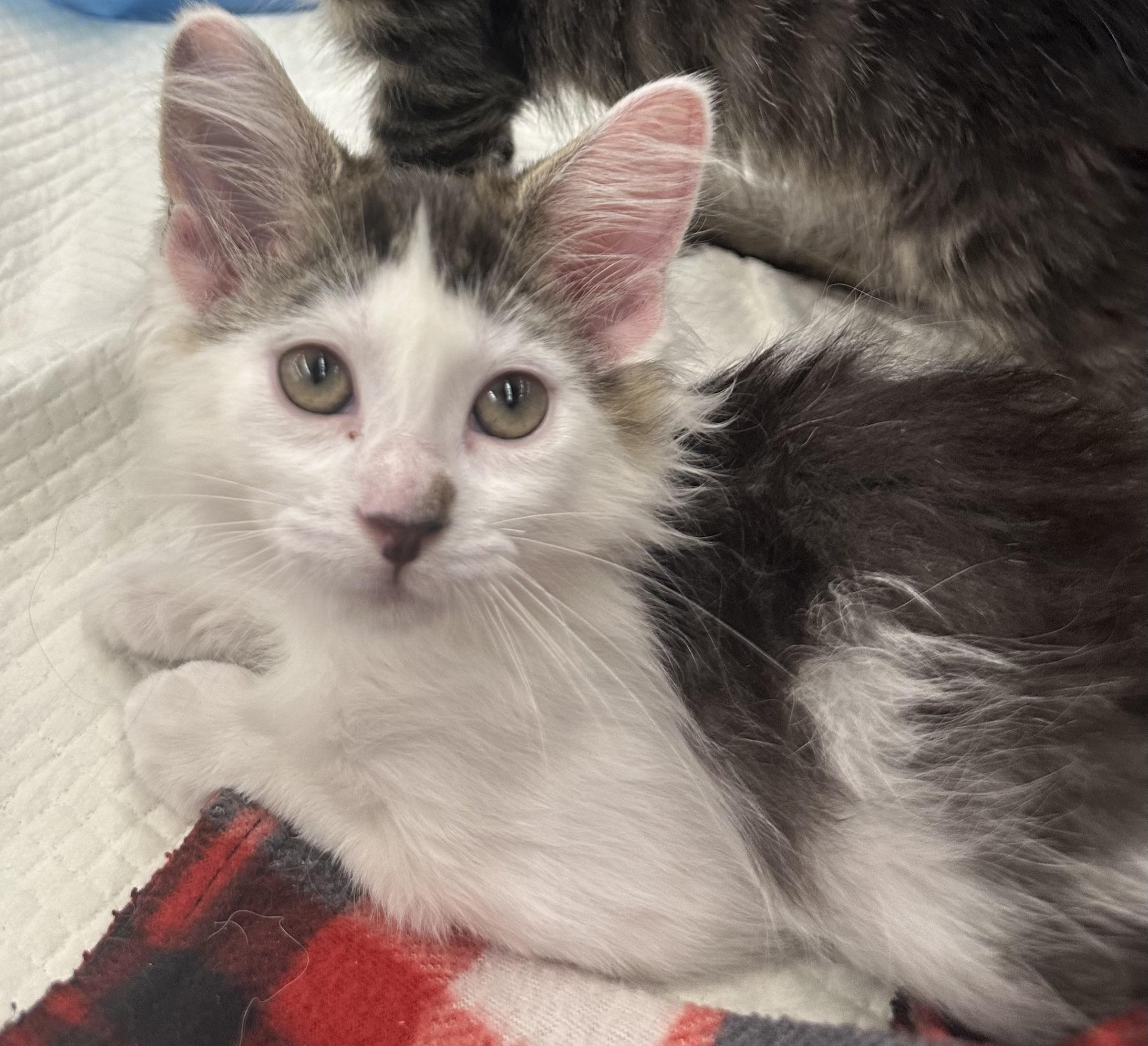 Enlarge Checkers & April, a Adoptable Domestic Medium Hair in Bloomfield, NJ image 3/3