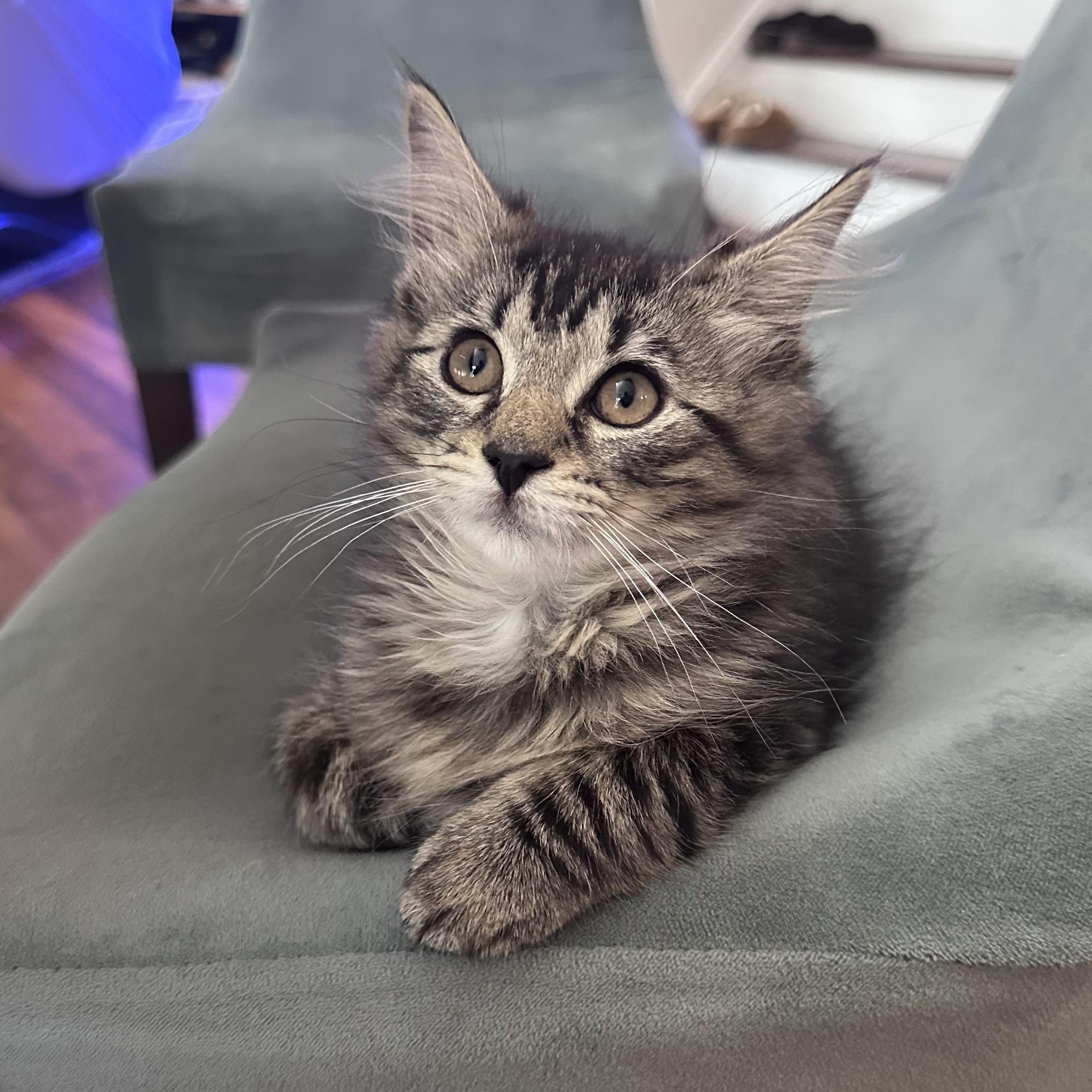 Enlarge Checkers & April, a Adoptable Domestic Medium Hair in Bloomfield, NJ image 2/3