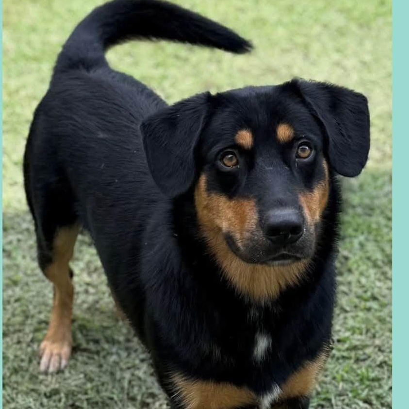 Thompson, Adoptable, Adult Male Rottweiler.