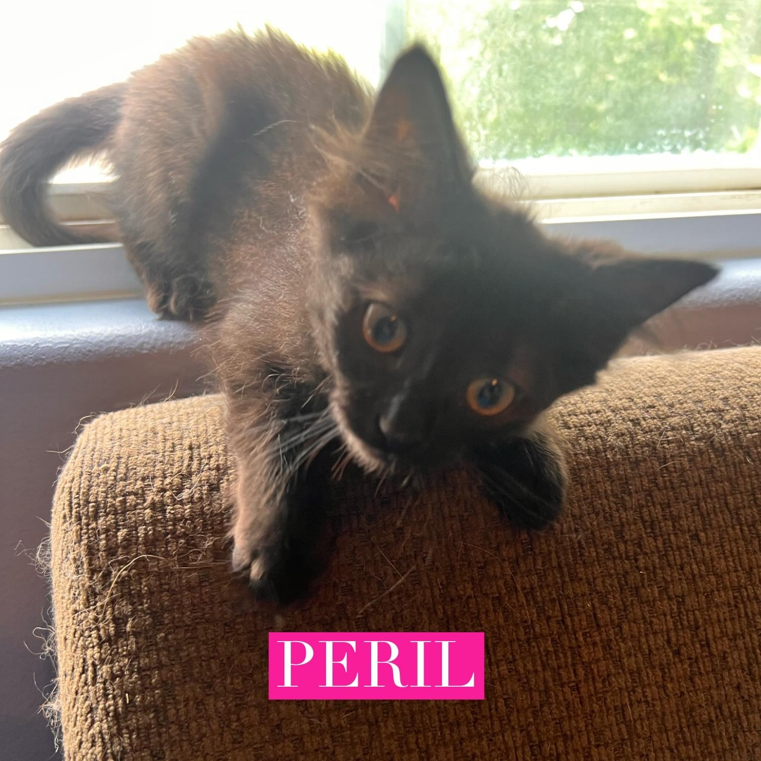 Peril