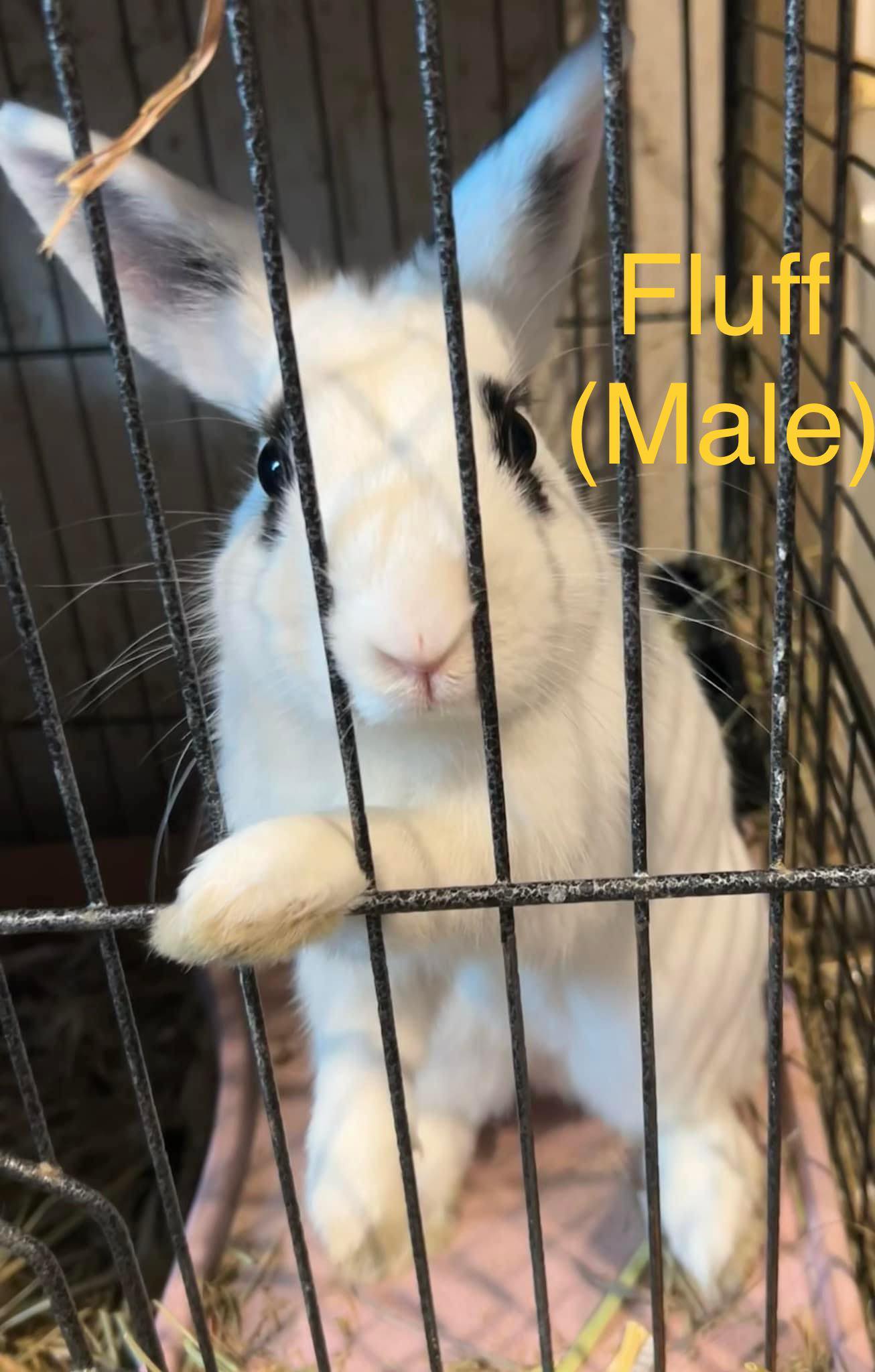 Fluff, Adopted, Young Male Hotot.