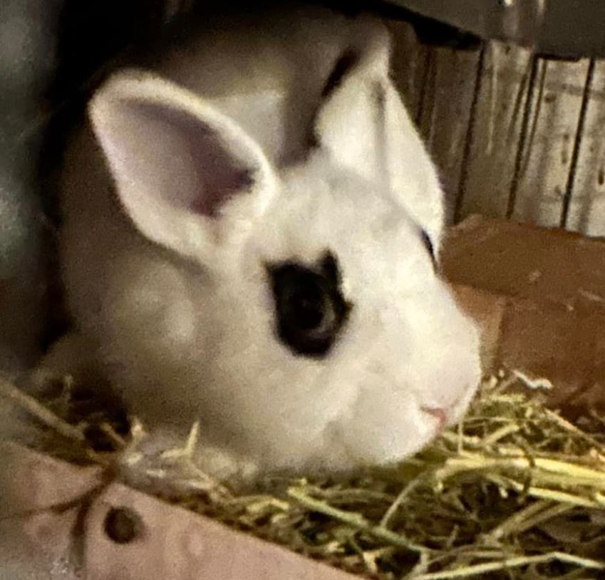 Fluff, a Adopted Hotot in Paradis, LA image 2/2