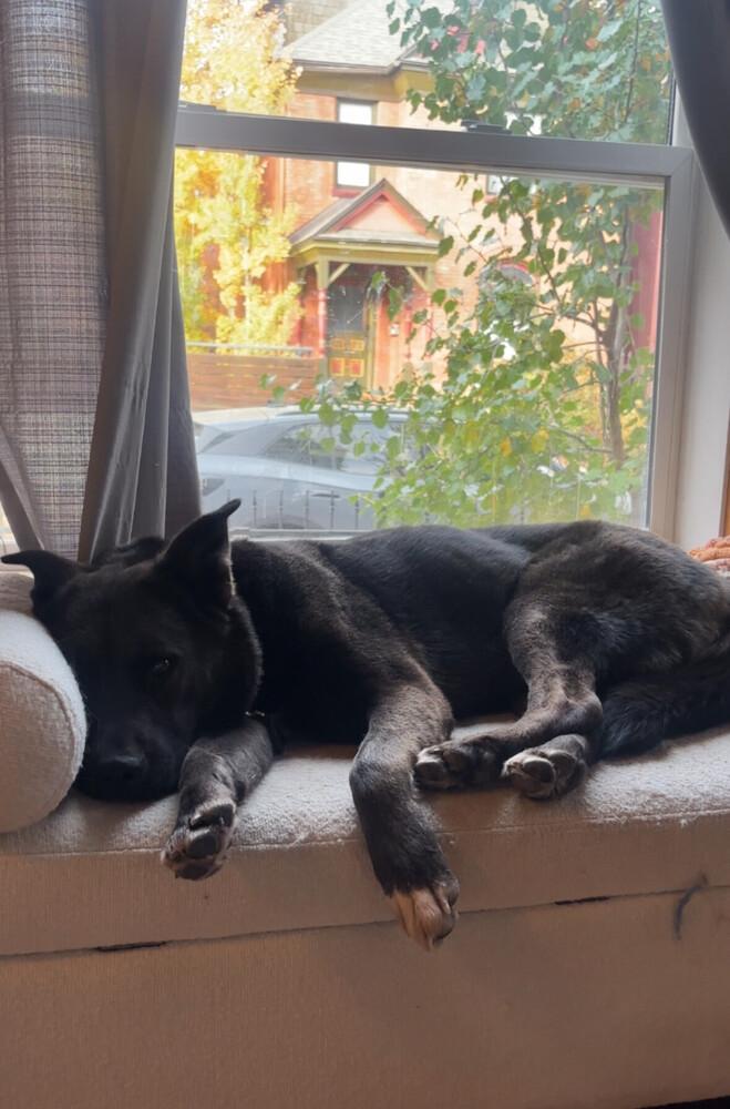 Gizmo, Adoptable, Adult Female Shepherd & Labrador Retriever.