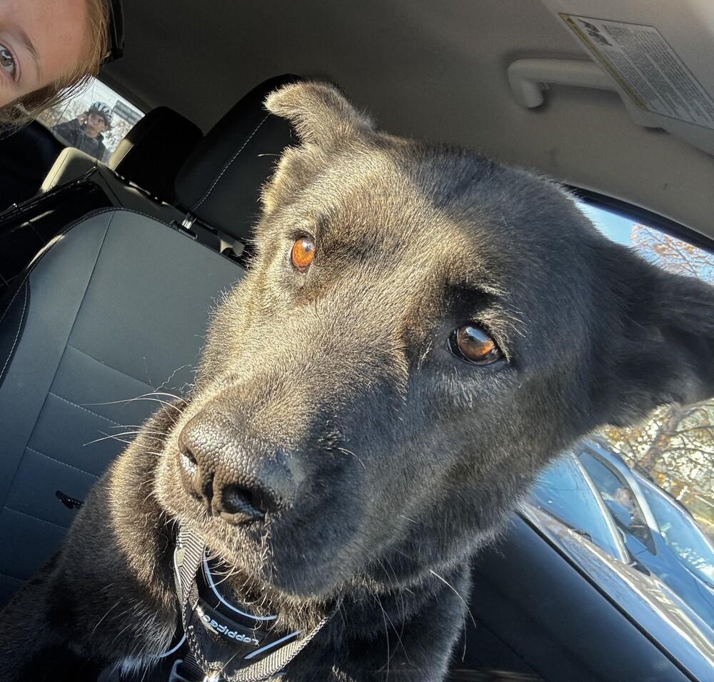 Gizmo, a Adoptable mixed breed in Denver, CO image 2/6