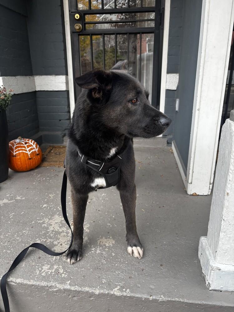 Gizmo, a Adoptable mixed breed in Denver, CO image 3/6