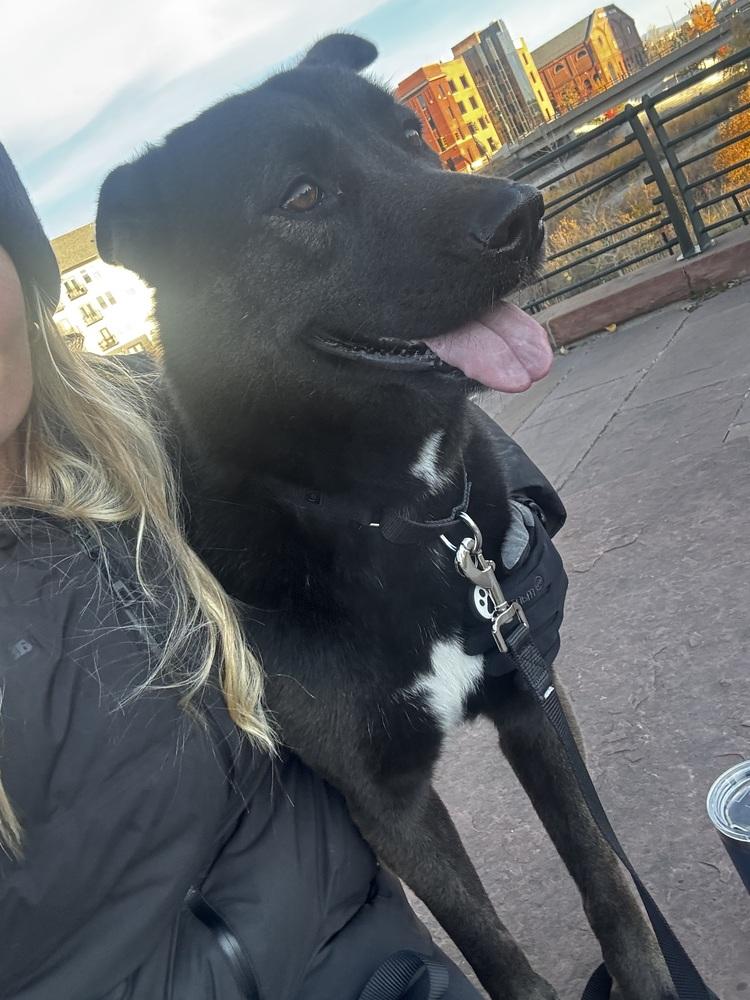 Gizmo, a Adoptable mixed breed in Denver, CO image 4/6