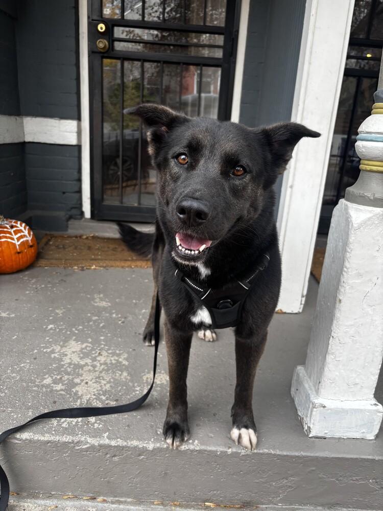 Gizmo, a Adoptable mixed breed in Denver, CO image 5/6