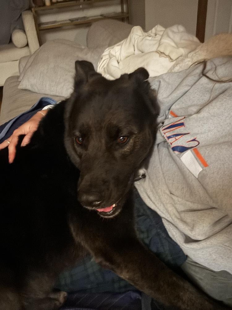 Gizmo, a Adoptable mixed breed in Denver, CO image 6/6