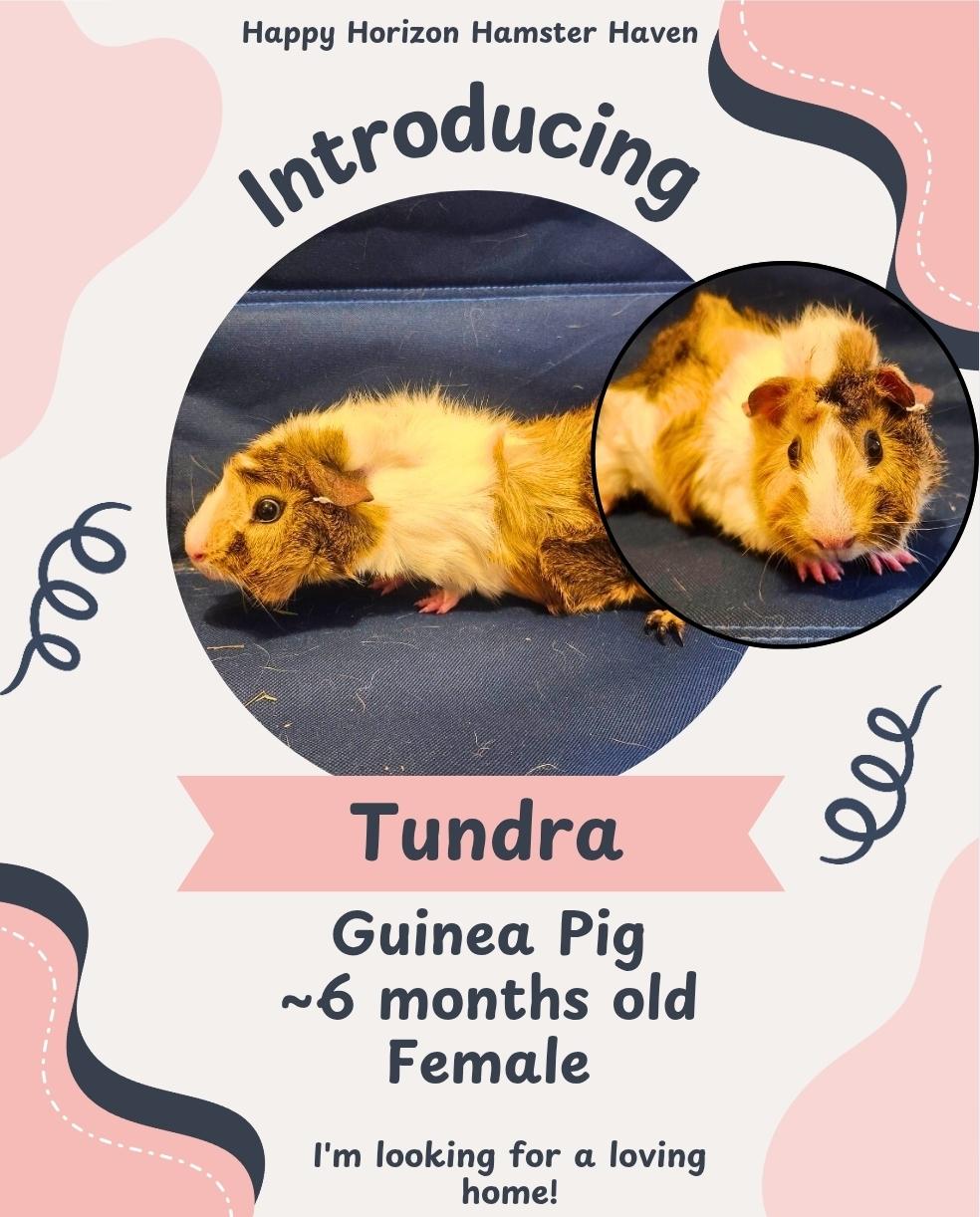 Tundra, ADOPTABLE, Young Female Abyssinian.