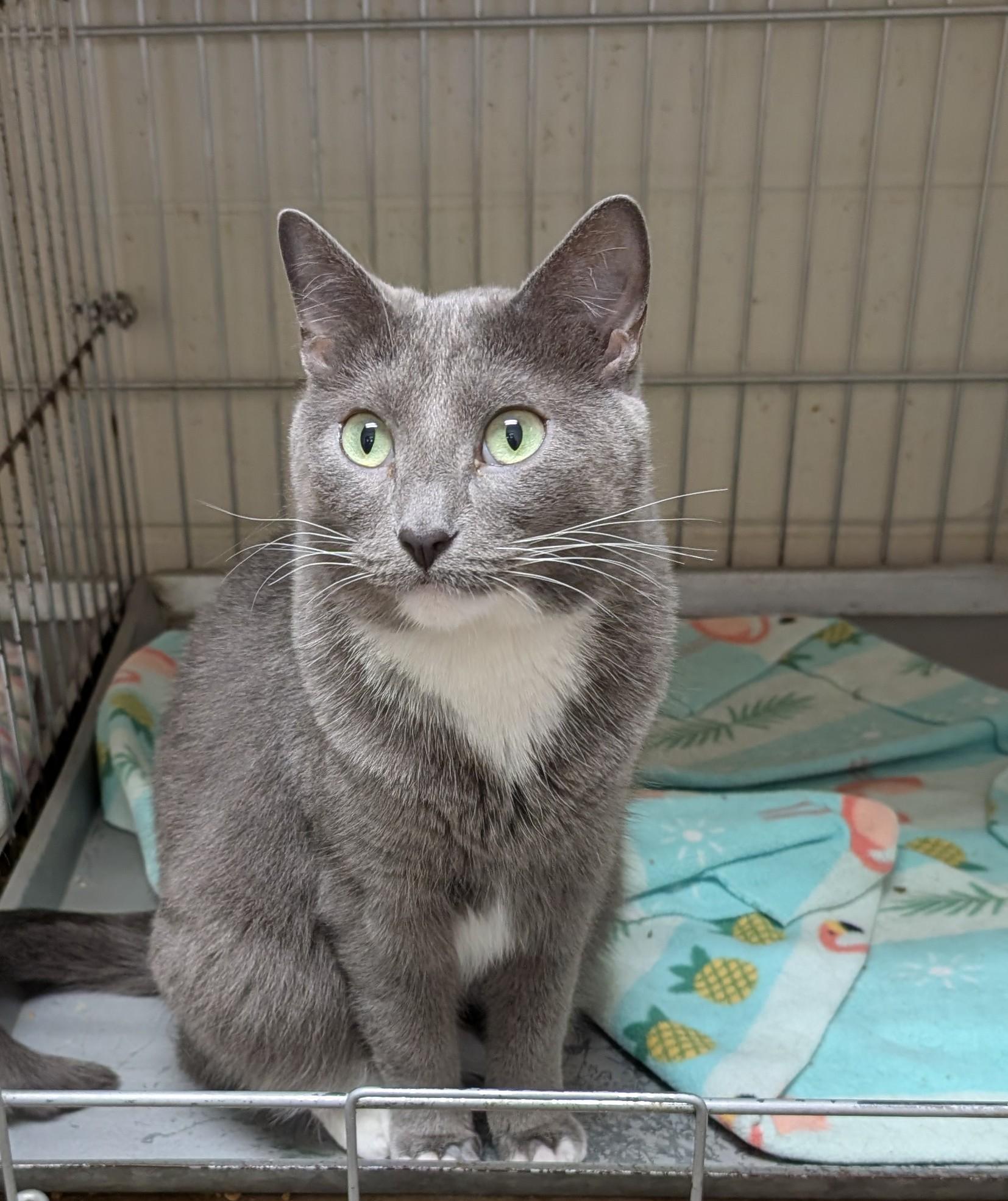 Ruby, an adoptable Domestic Short Hair in Parsons, KS, 67357 | Photo Image 1