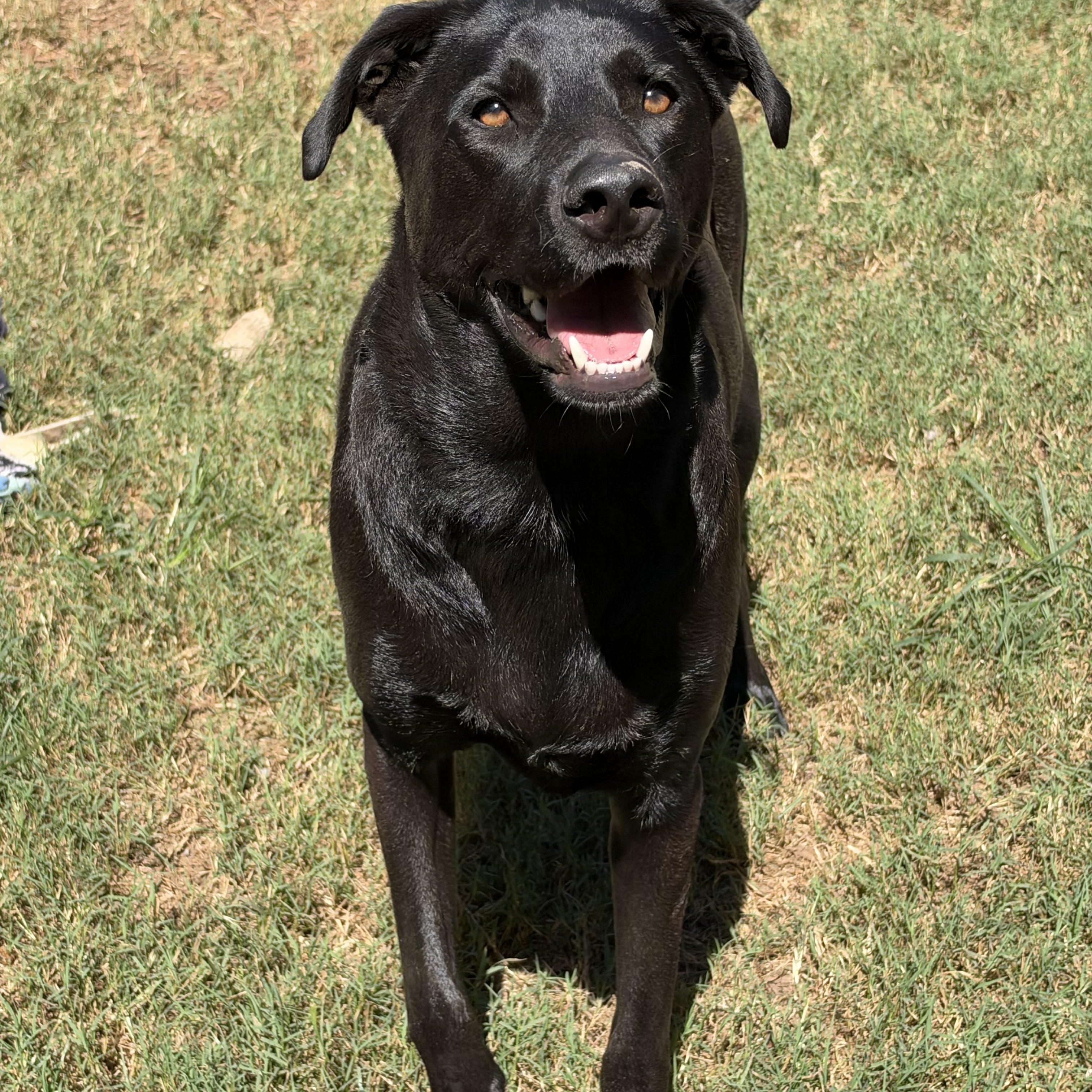 Enlarge Ozzie, a Adoptable mixed breed in Mt Pleasant, SC image 5/6