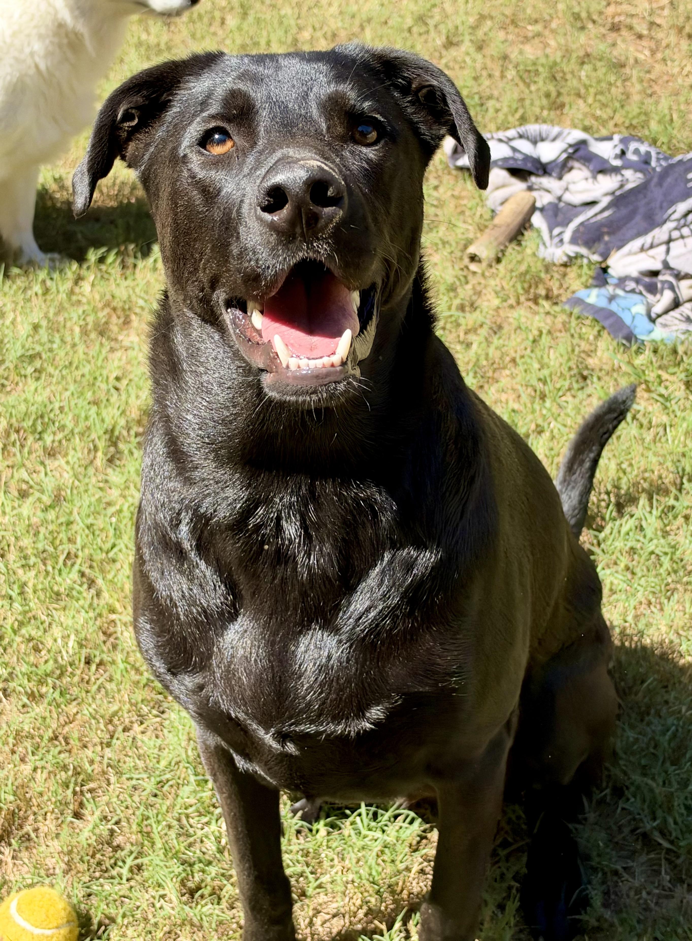 Enlarge Ozzie, a Adoptable mixed breed in Mt Pleasant, SC image 3/6