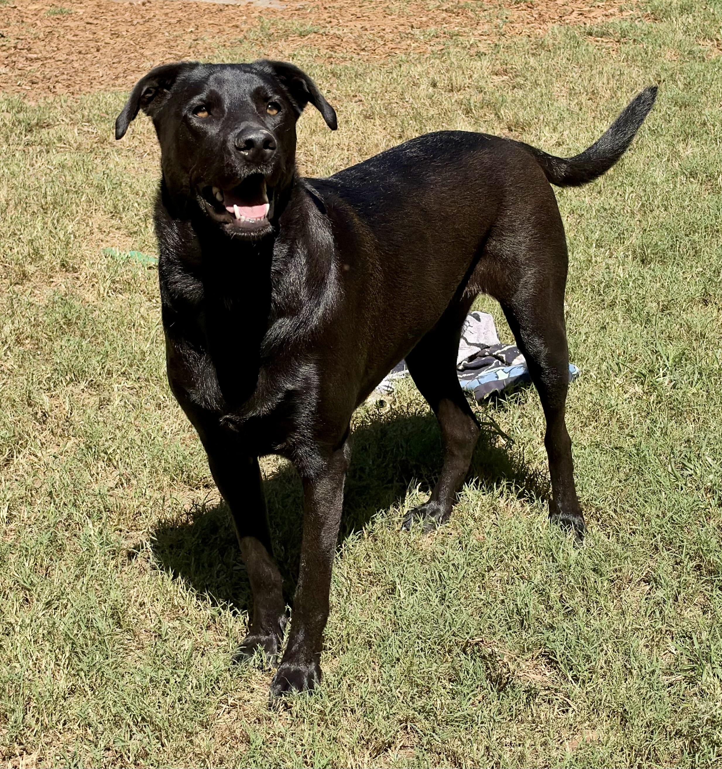 Enlarge Ozzie, a Adoptable mixed breed in Mt Pleasant, SC image 2/6
