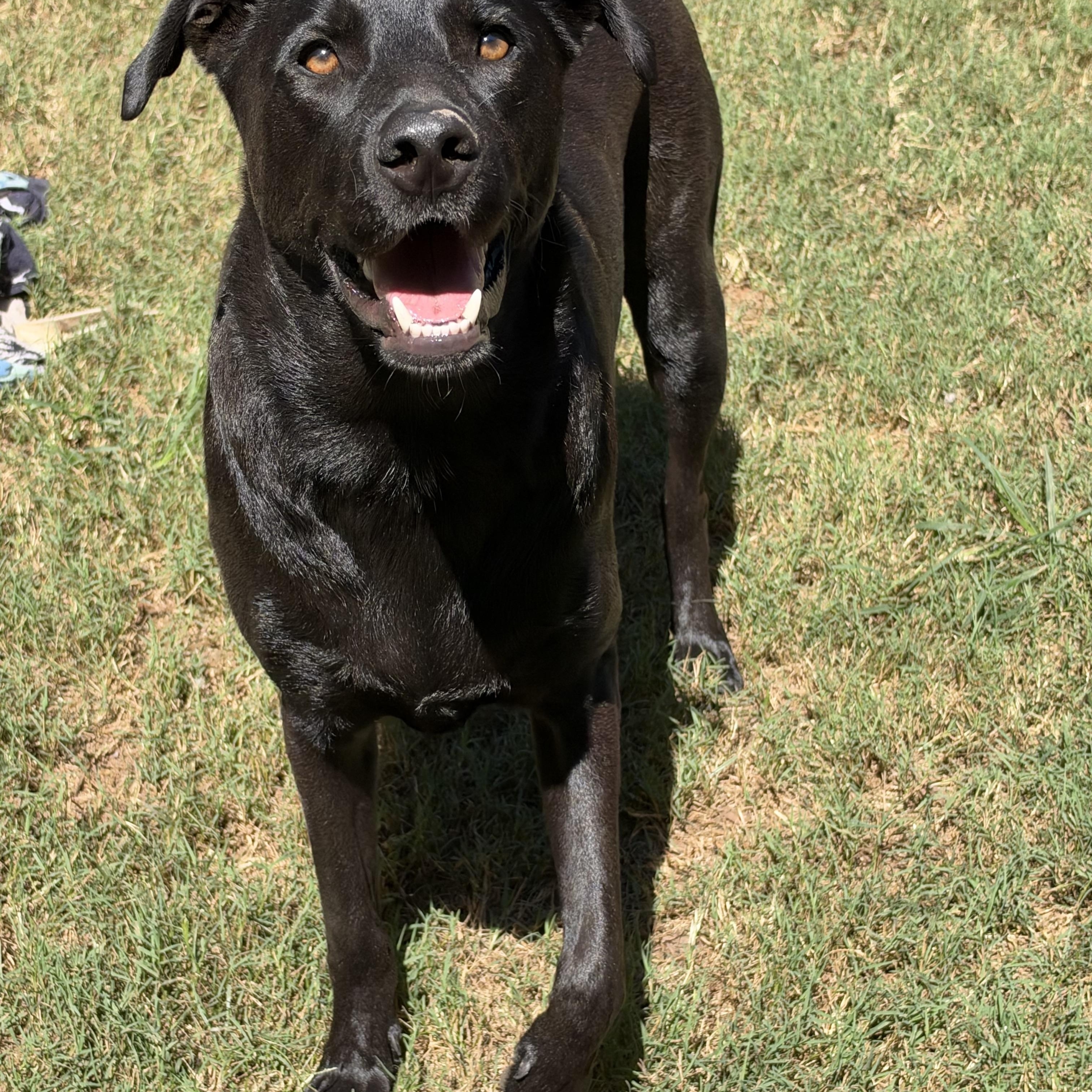 Ozzie, Adoptable, Adult Male Black Labrador Retriever.
