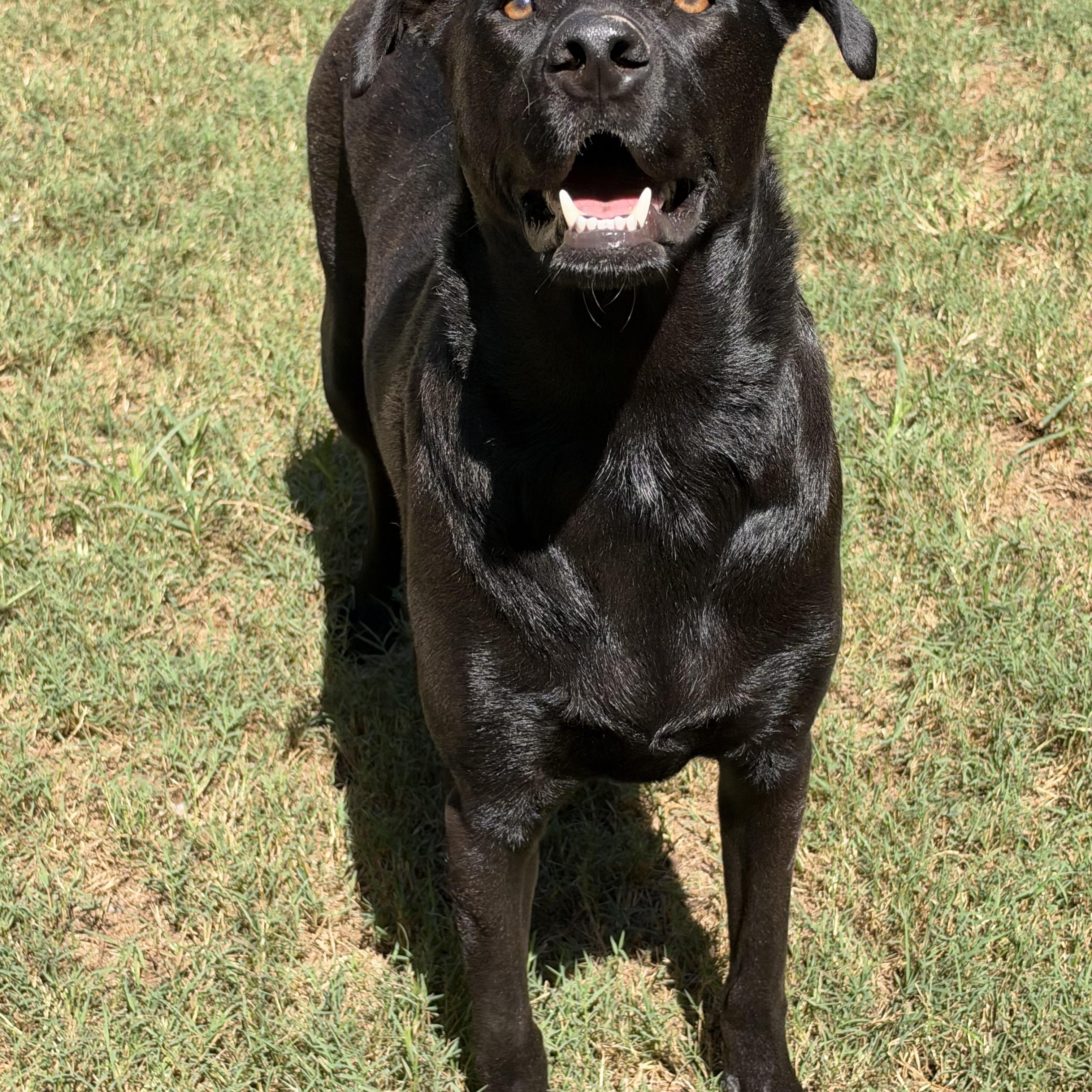 Enlarge Ozzie, a Adoptable mixed breed in Mt Pleasant, SC image 6/6
