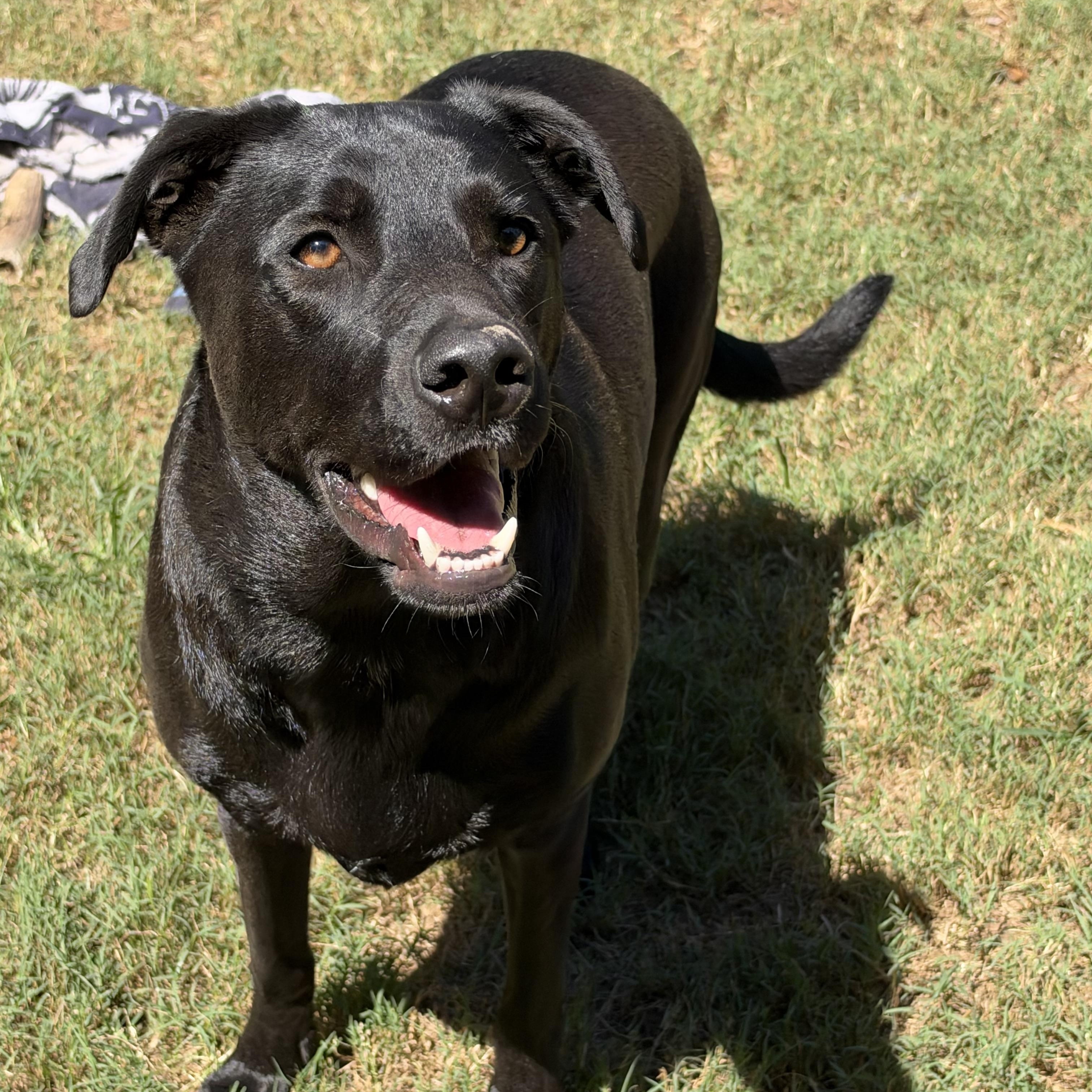 Enlarge Ozzie, a Adoptable mixed breed in Mt Pleasant, SC image 4/6