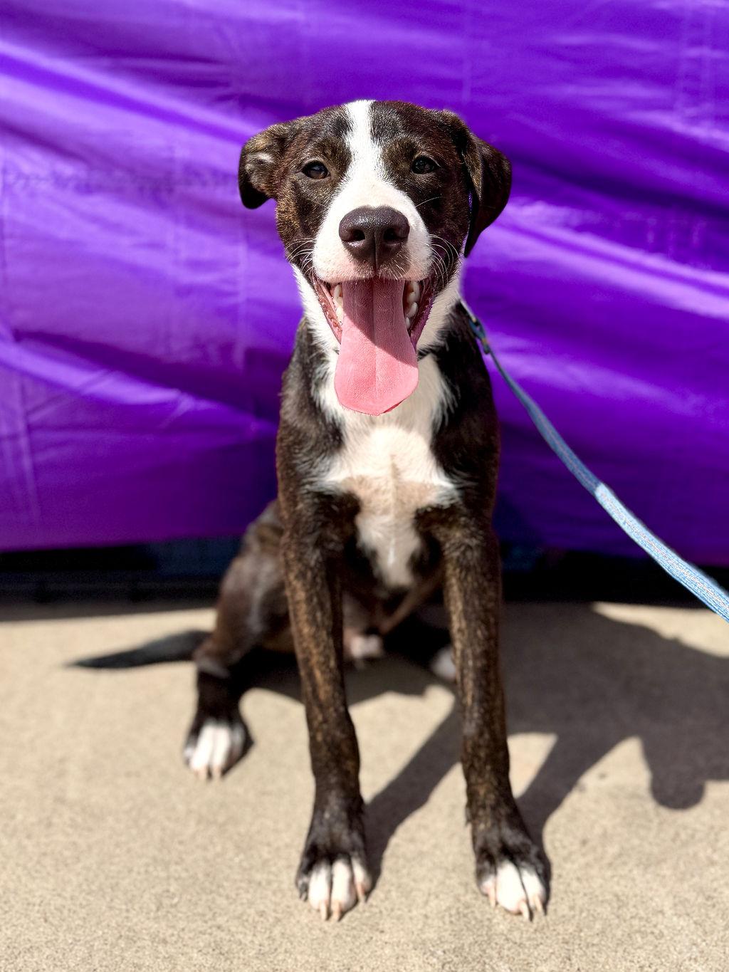 Frankie, adopted, Young Male Mixed Breed.