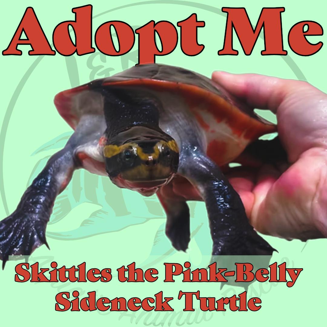 Enlarge Skittles the Pink Belly Sideneck Turtle, a Adoptable Turtle in Neenah, WI image 1/1