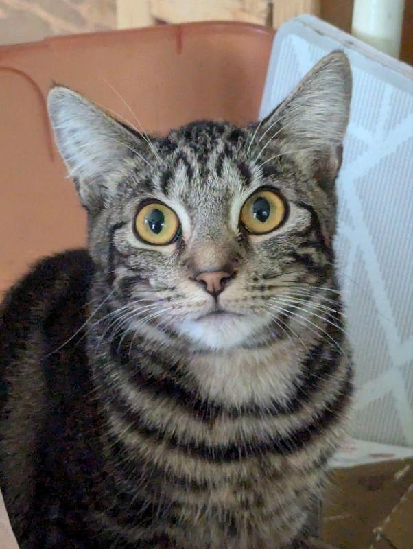 Princess, Adoptable, Young Female Domestic Short Hair & Tabby.