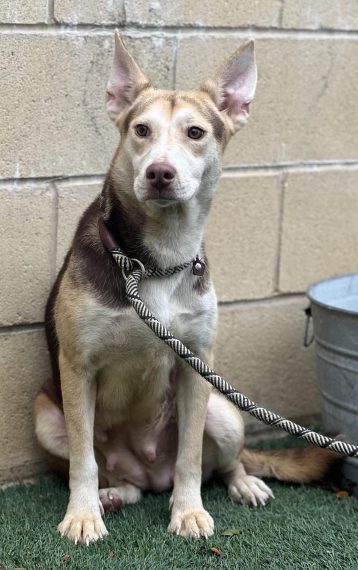 Lil Bit, Adoptable, Adult Female Shepherd & Husky.