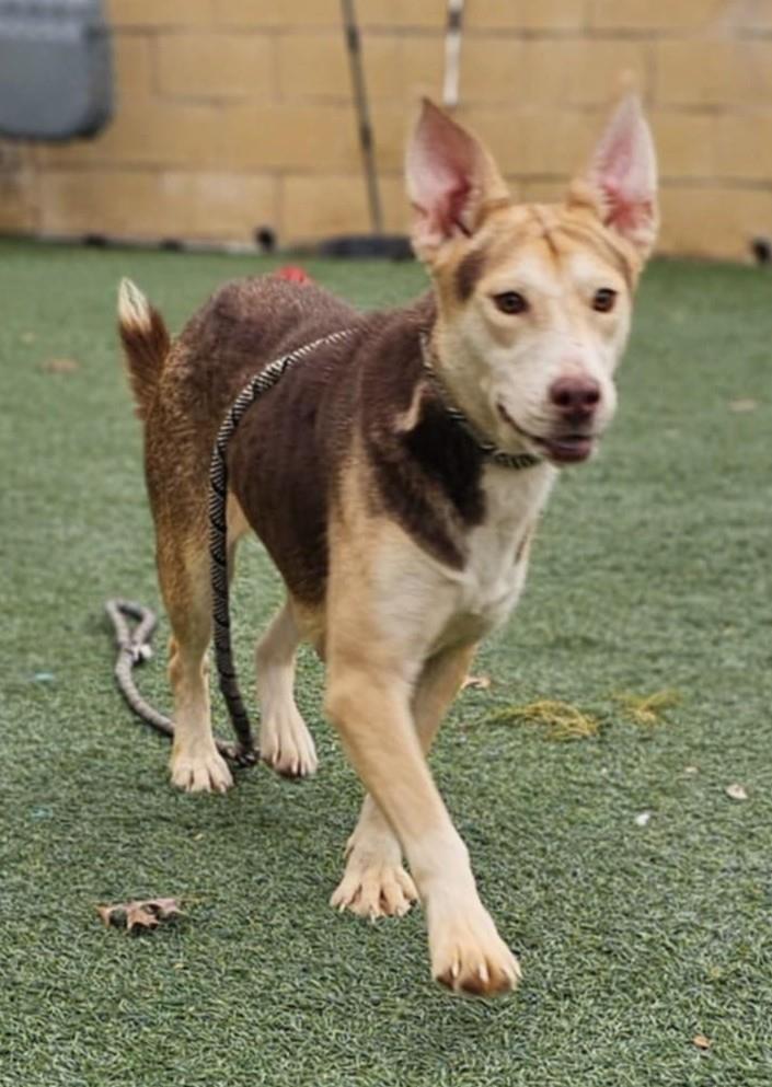 Enlarge Lil Bit, a Adoptable mixed breed in Rockwall, TX image 2/3