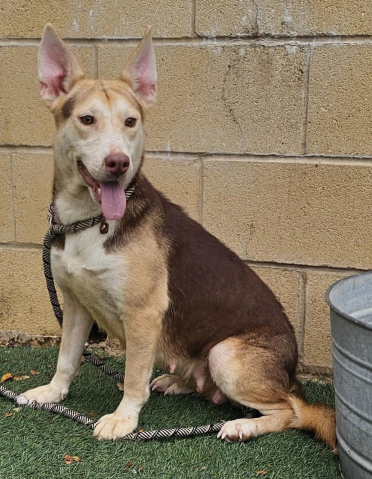 Enlarge Lil Bit, a Adoptable mixed breed in Rockwall, TX image 3/3