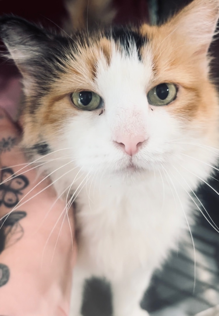 Enlarge Rory, a Adoptable Domestic Long Hair in Bloomsdale, MO image 1/1