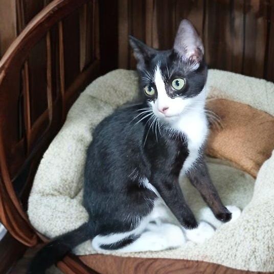 Enlarge Elon, a Adoptable mixed breed in Manchester, NH image 1/6