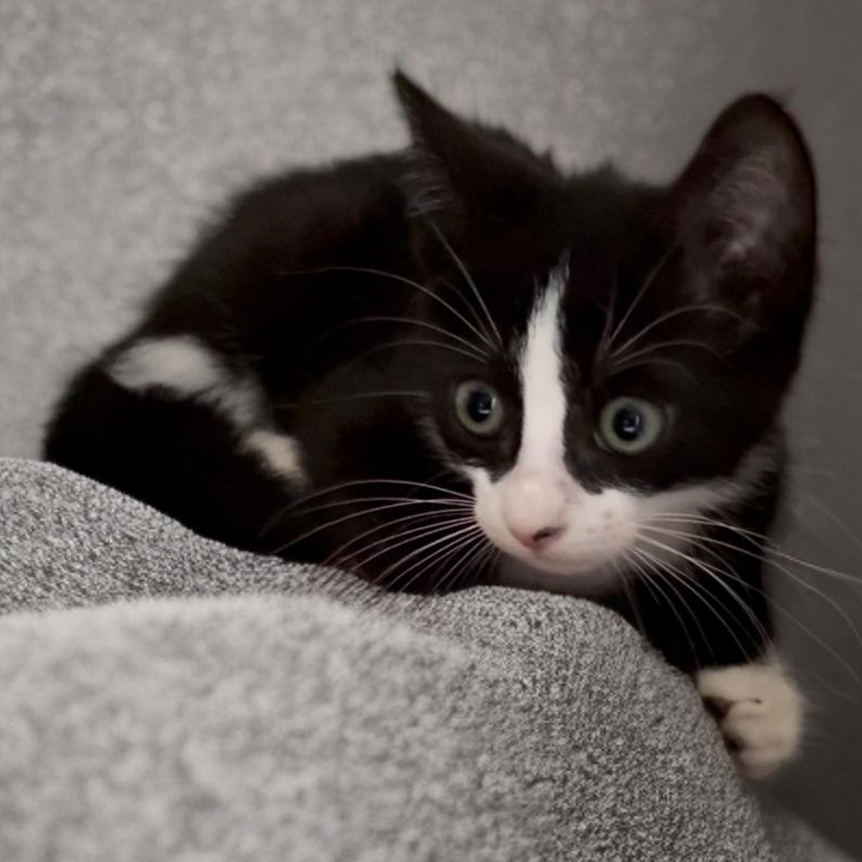 Enlarge Elon, a Adoptable mixed breed in Manchester, NH image 5/6