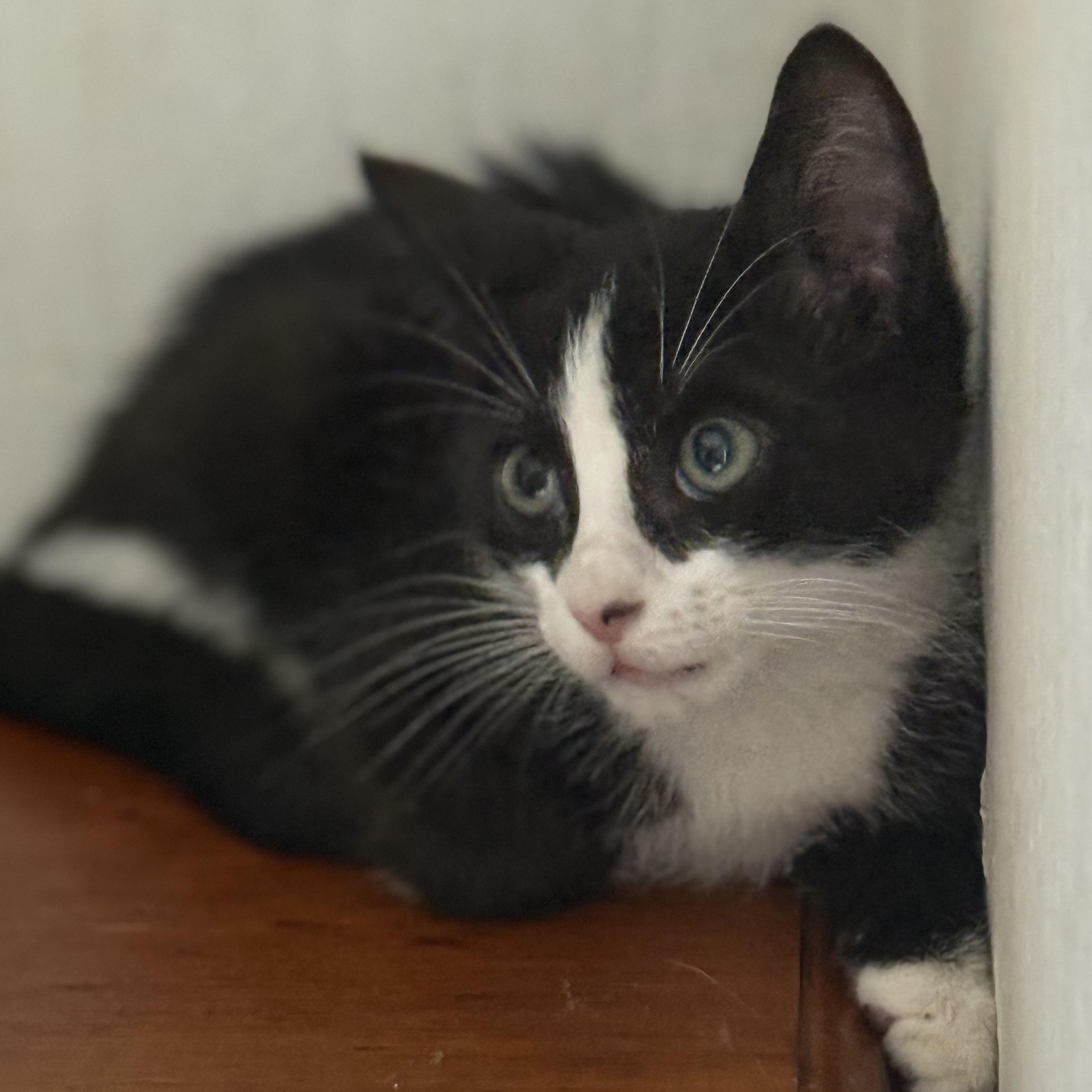 Enlarge Elon, a Adoptable mixed breed in Manchester, NH image 4/6
