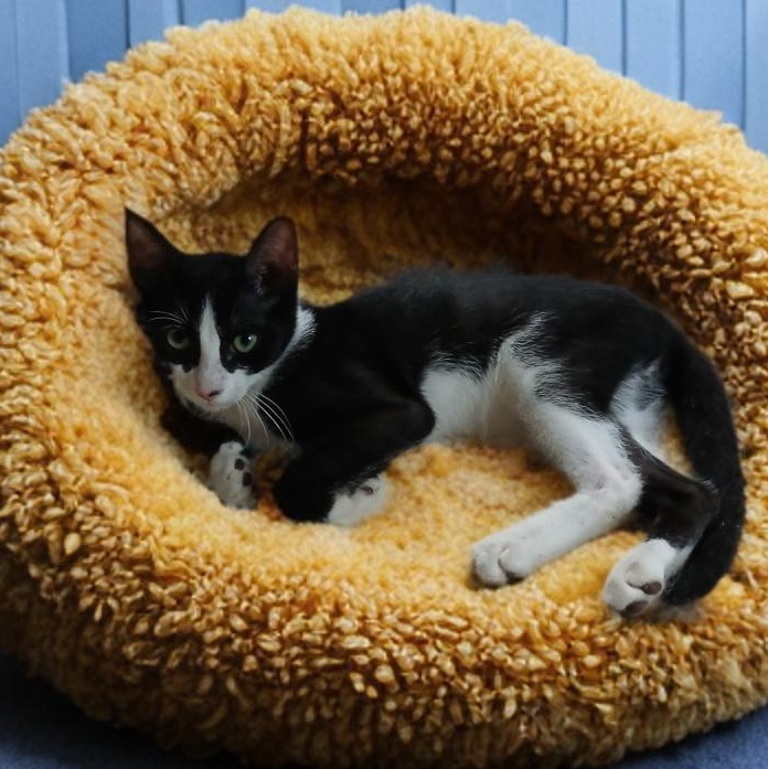 Enlarge Elon, a Adoptable mixed breed in Manchester, NH image 3/6