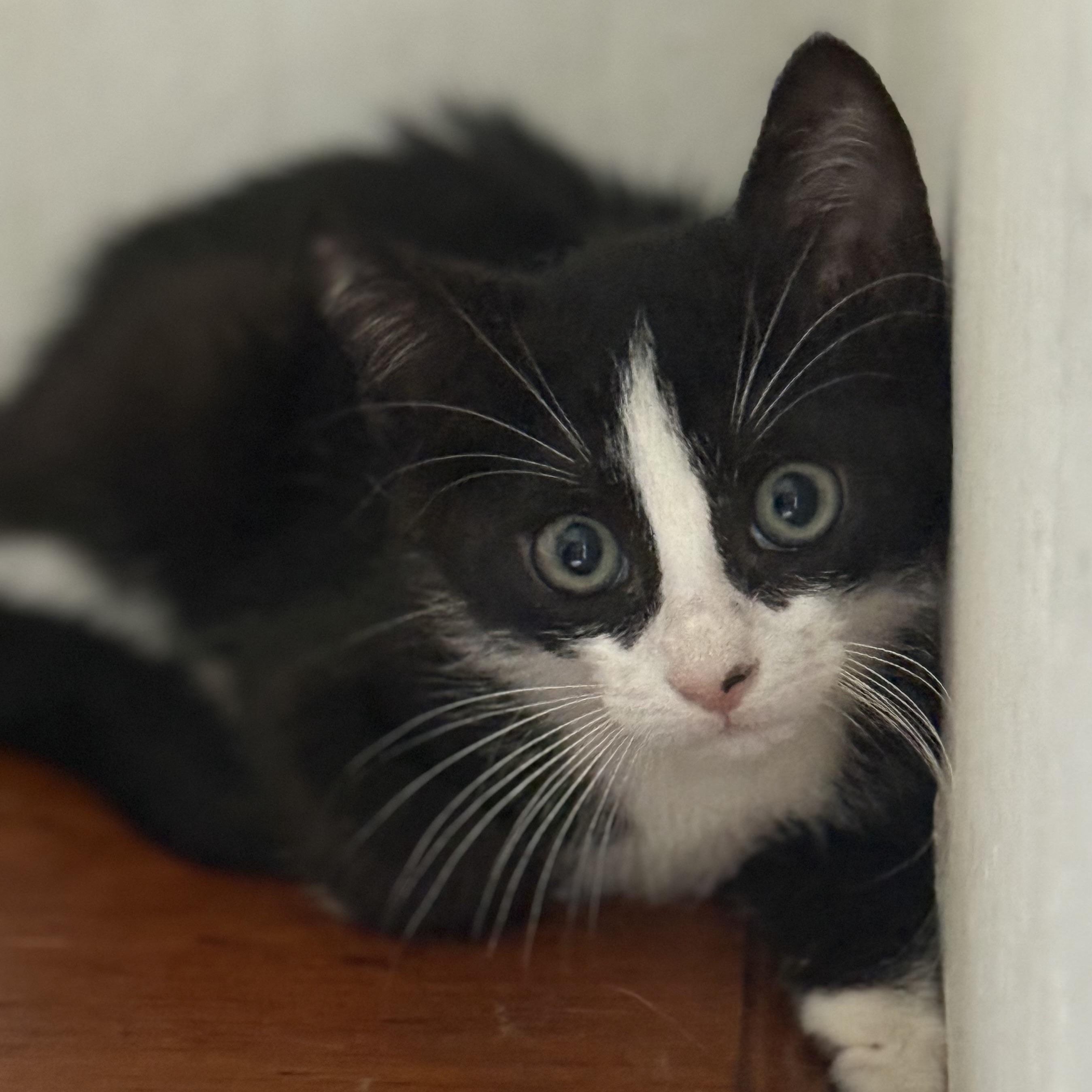 Enlarge Elon, a Adoptable mixed breed in Manchester, NH image 6/6
