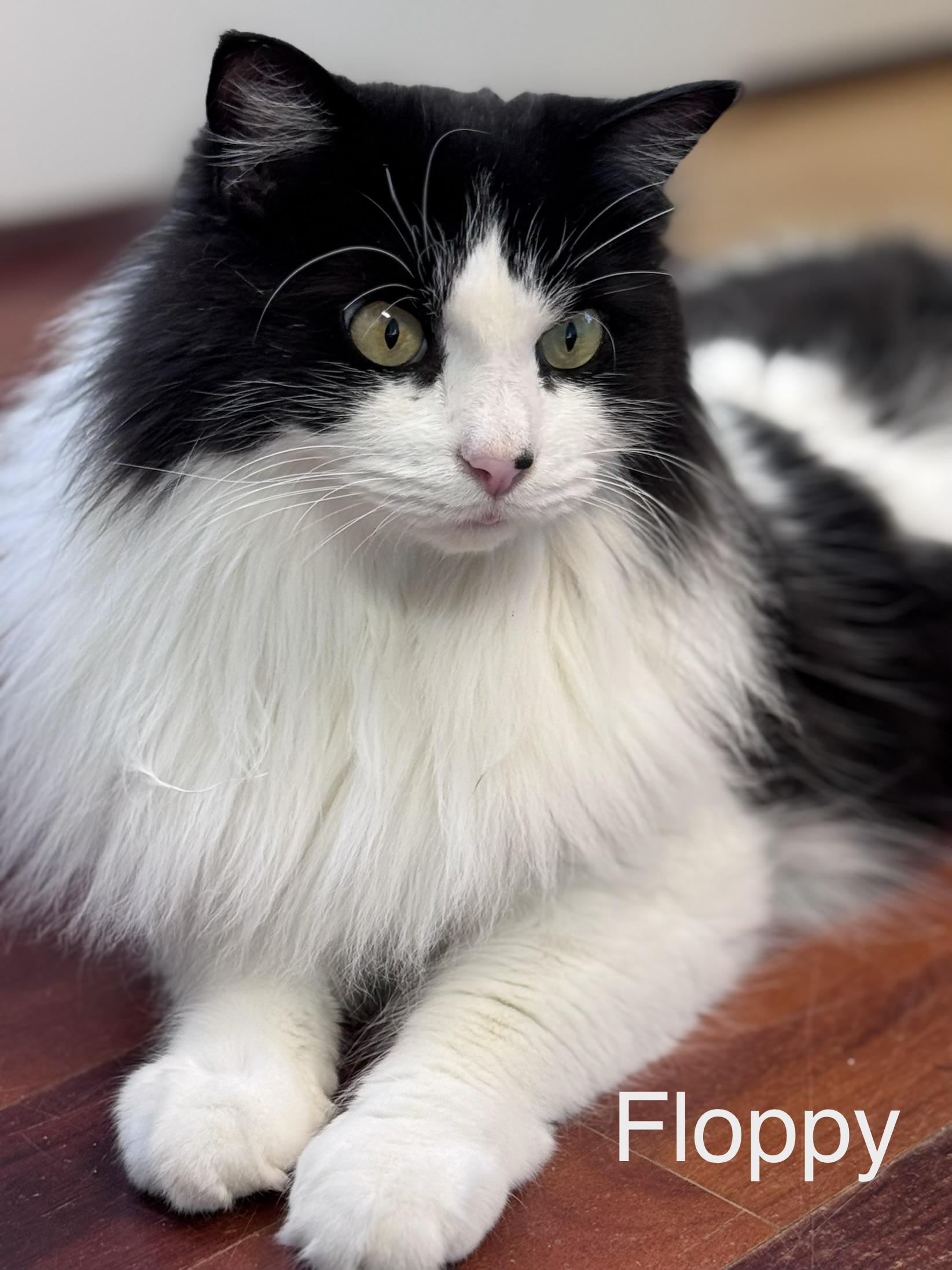 Floppy Tuxedo LONG HAIR Male Adult , a ADOPTABLE Domestic Long Hair in Monroe, NC image 2/4