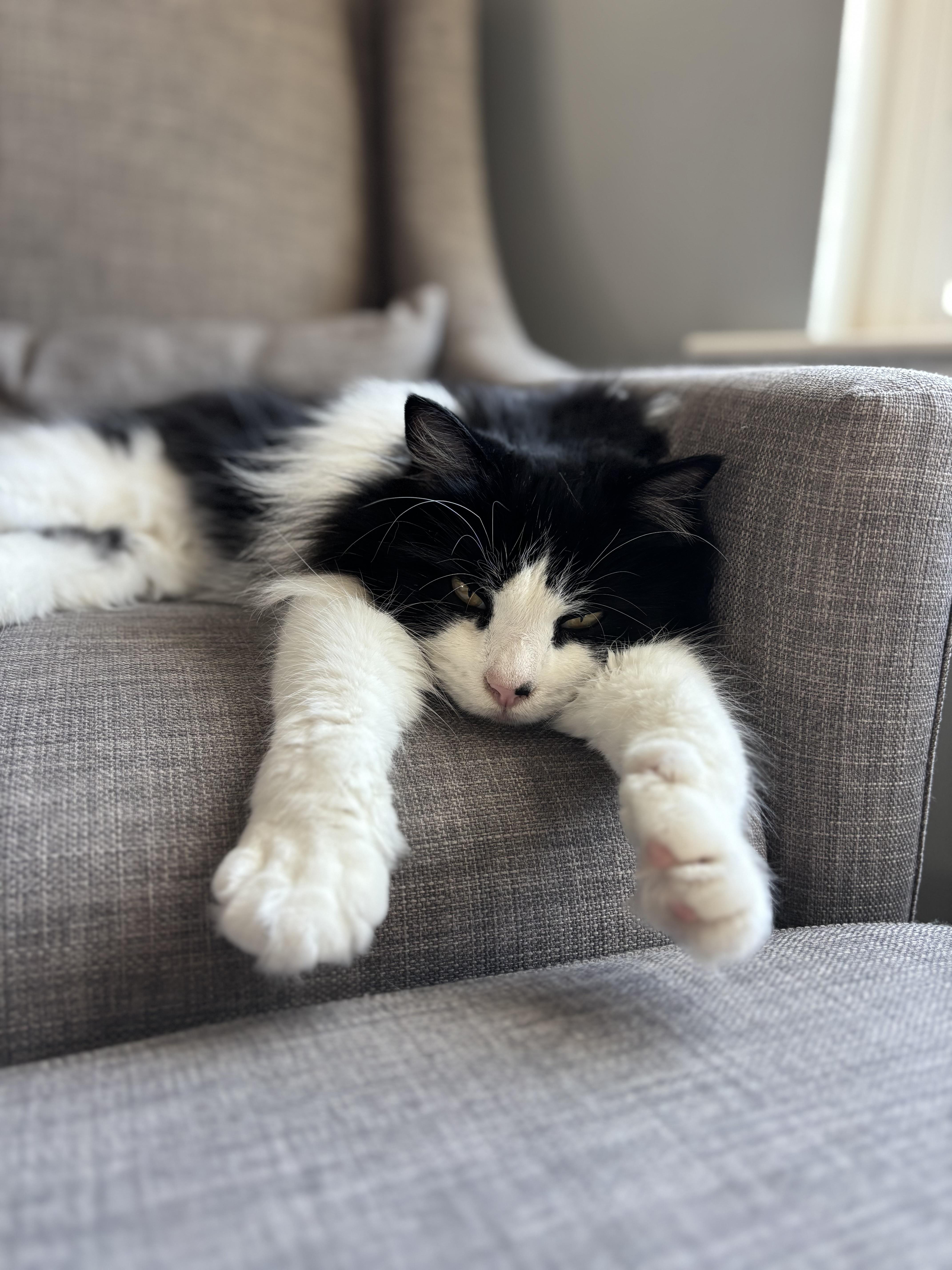 Floppy Tuxedo LONG HAIR Male Adult , a ADOPTABLE Domestic Long Hair in Monroe, NC image 3/4
