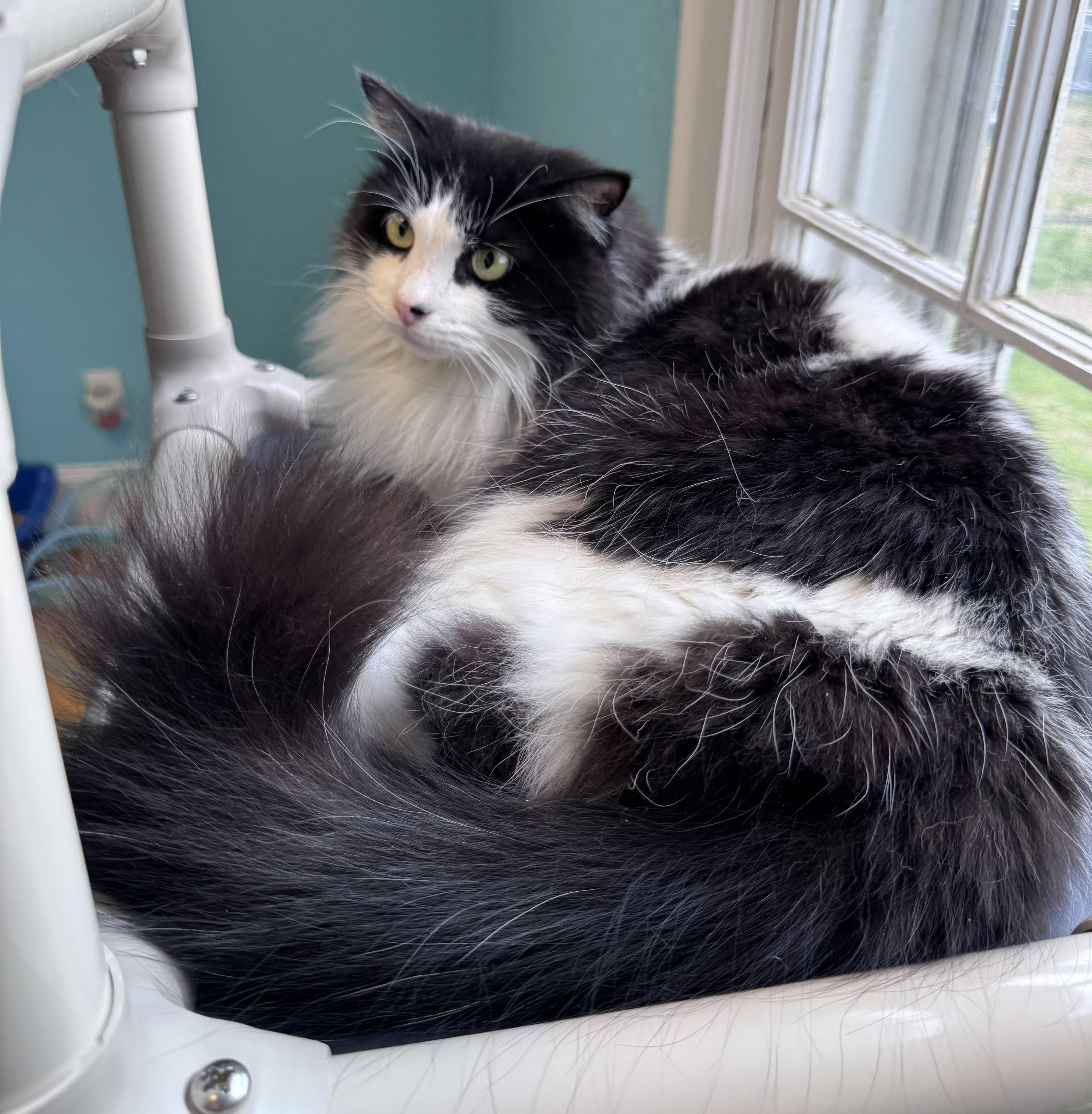 Floppy Tuxedo LONG HAIR Male Adult , a ADOPTABLE Domestic Long Hair in Monroe, NC image 4/4
