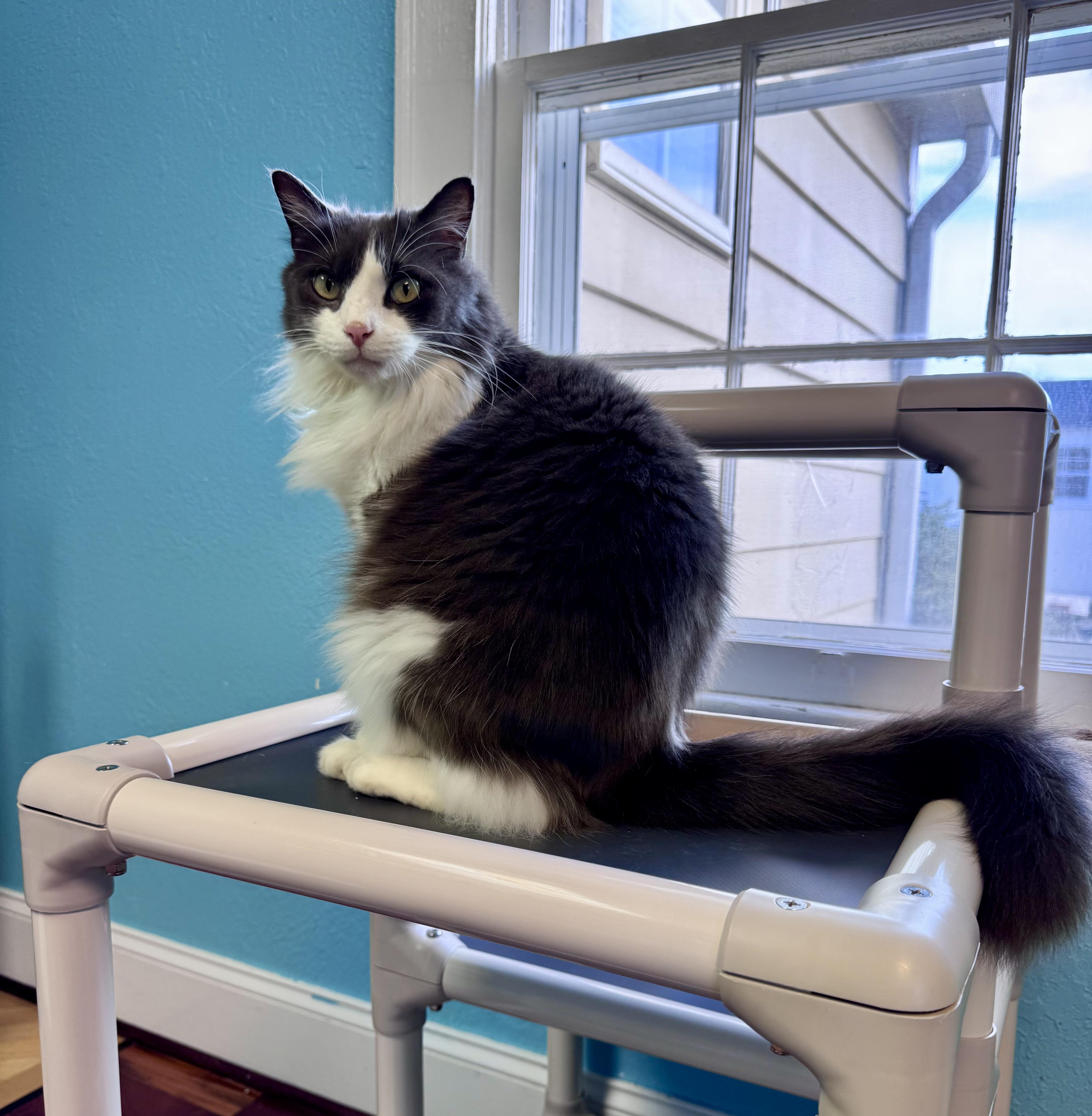 Floppy Tuxedo LONG HAIR Male Adult , ADOPTABLE, Adult Male Domestic Long Hair.