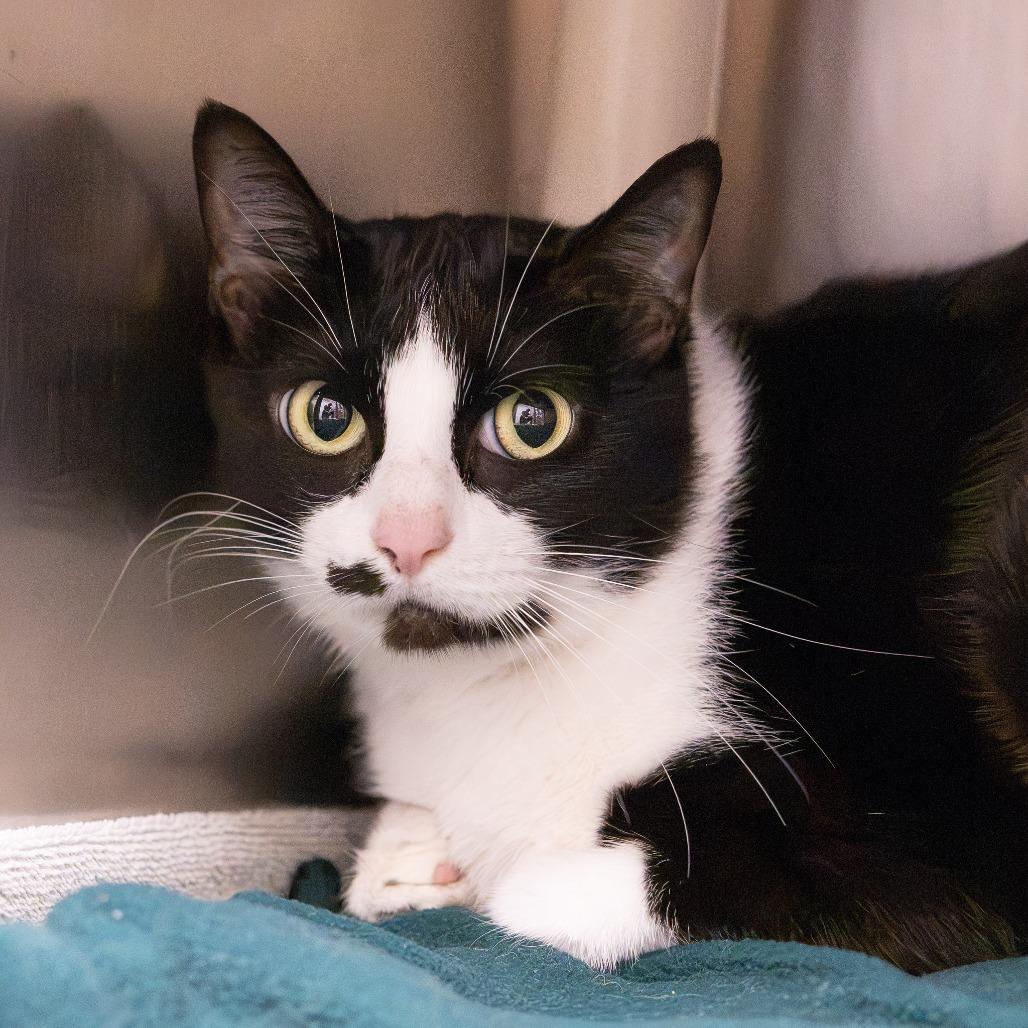 Clarence, Adoptable, Adult Male Domestic Short Hair.