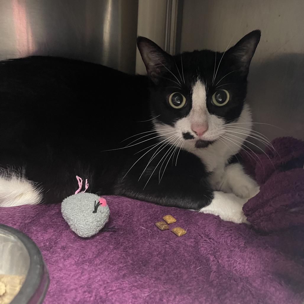 Enlarge Clarence, a Adoptable Domestic Short Hair in Mentor, OH image 2/2