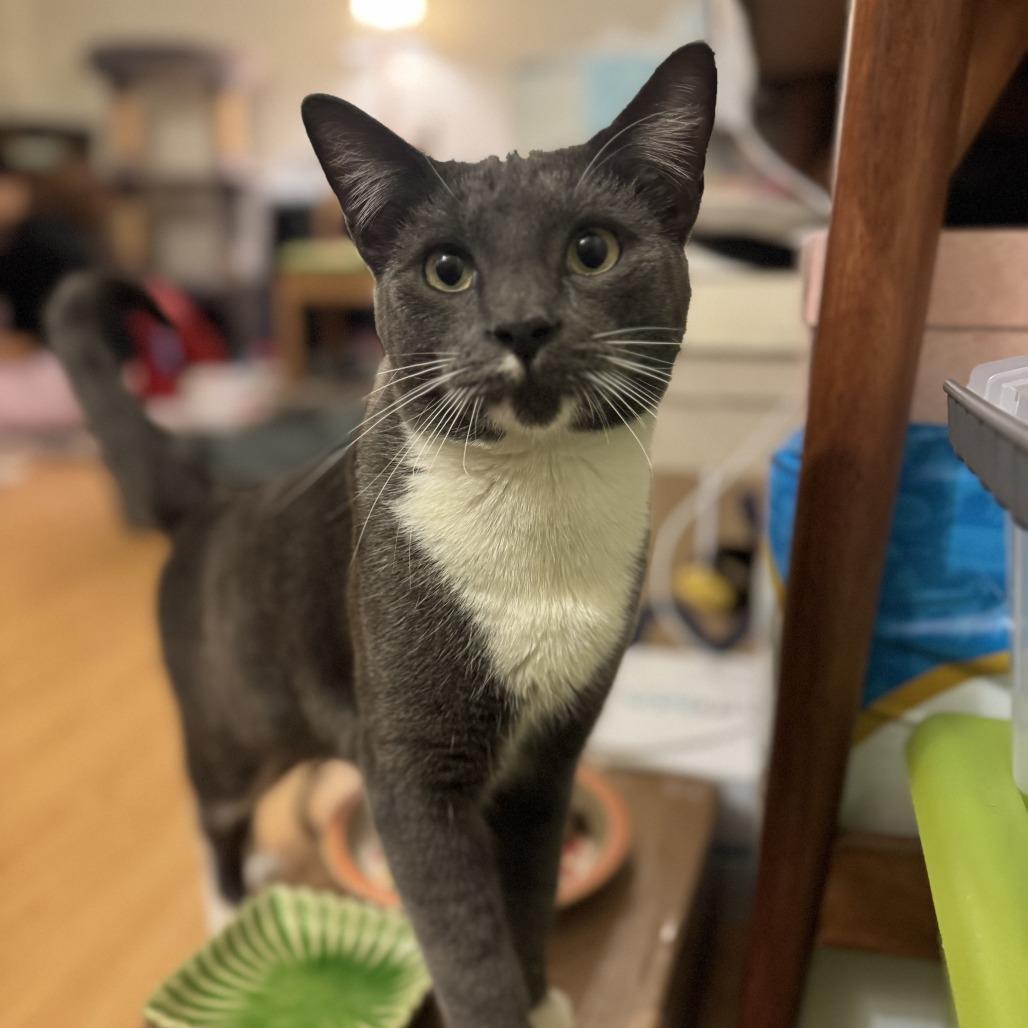 Miso — thumbnail 3