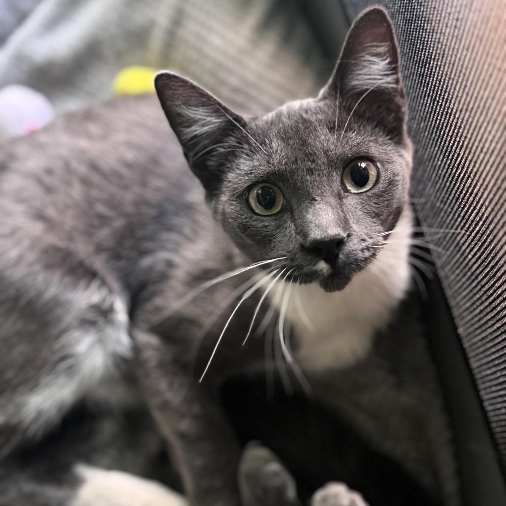 Miso — thumbnail 4