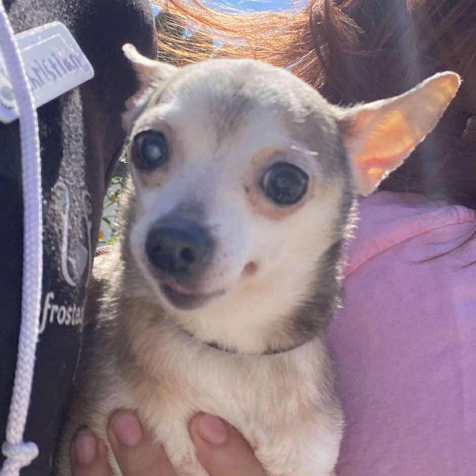 Vernonia — thumbnail 2