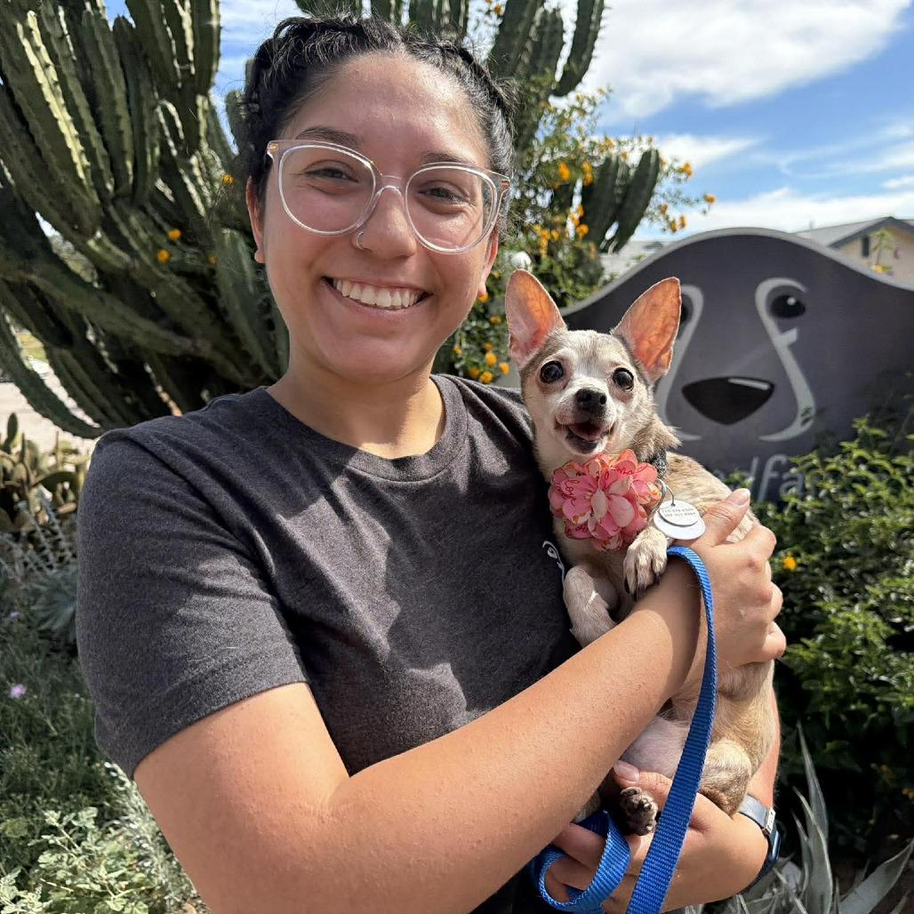 Vernonia — thumbnail 3