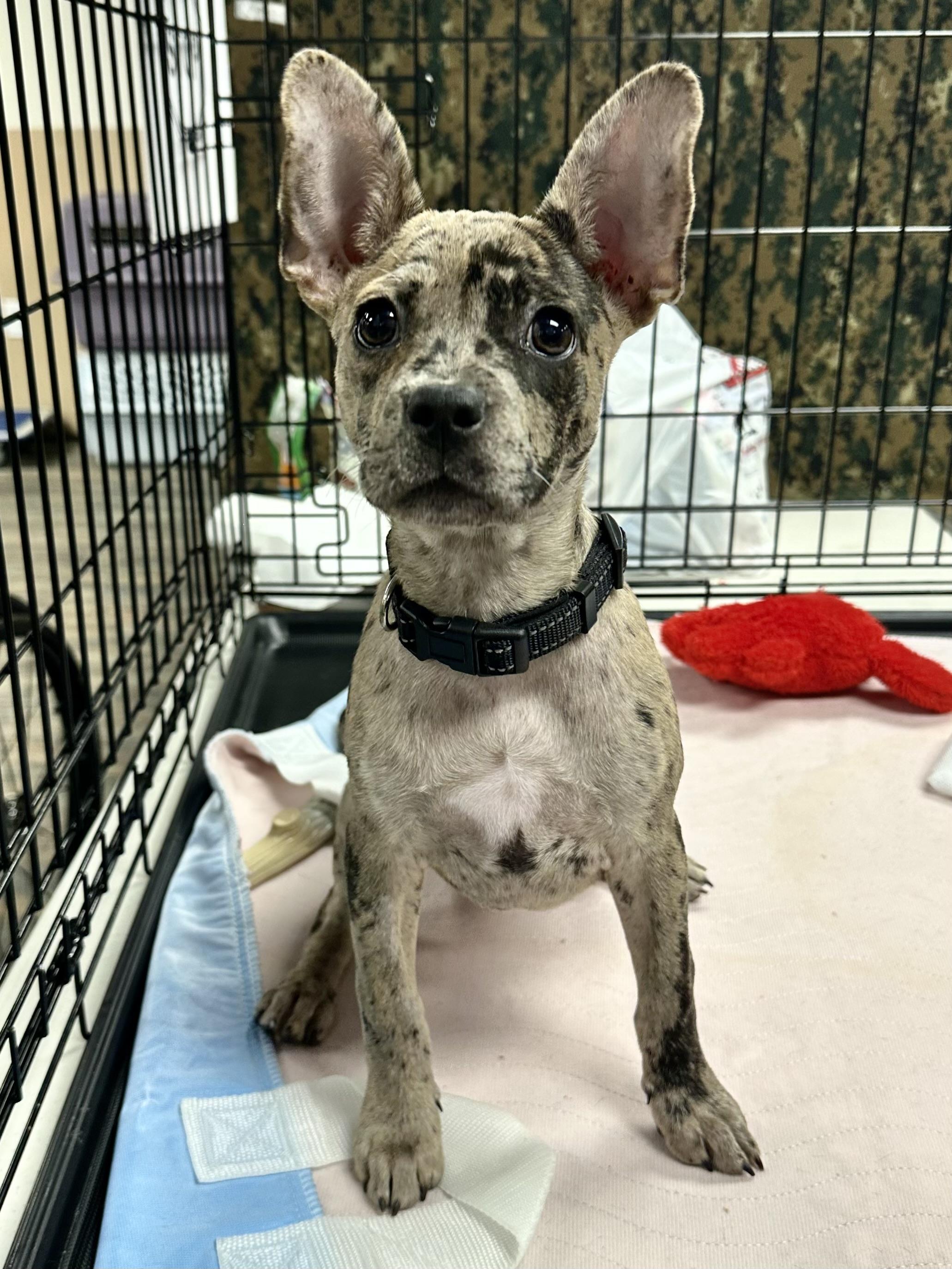 Enlarge Aquarius, a ADOPTABLE French Bulldog in Riverside, CA image 1/1