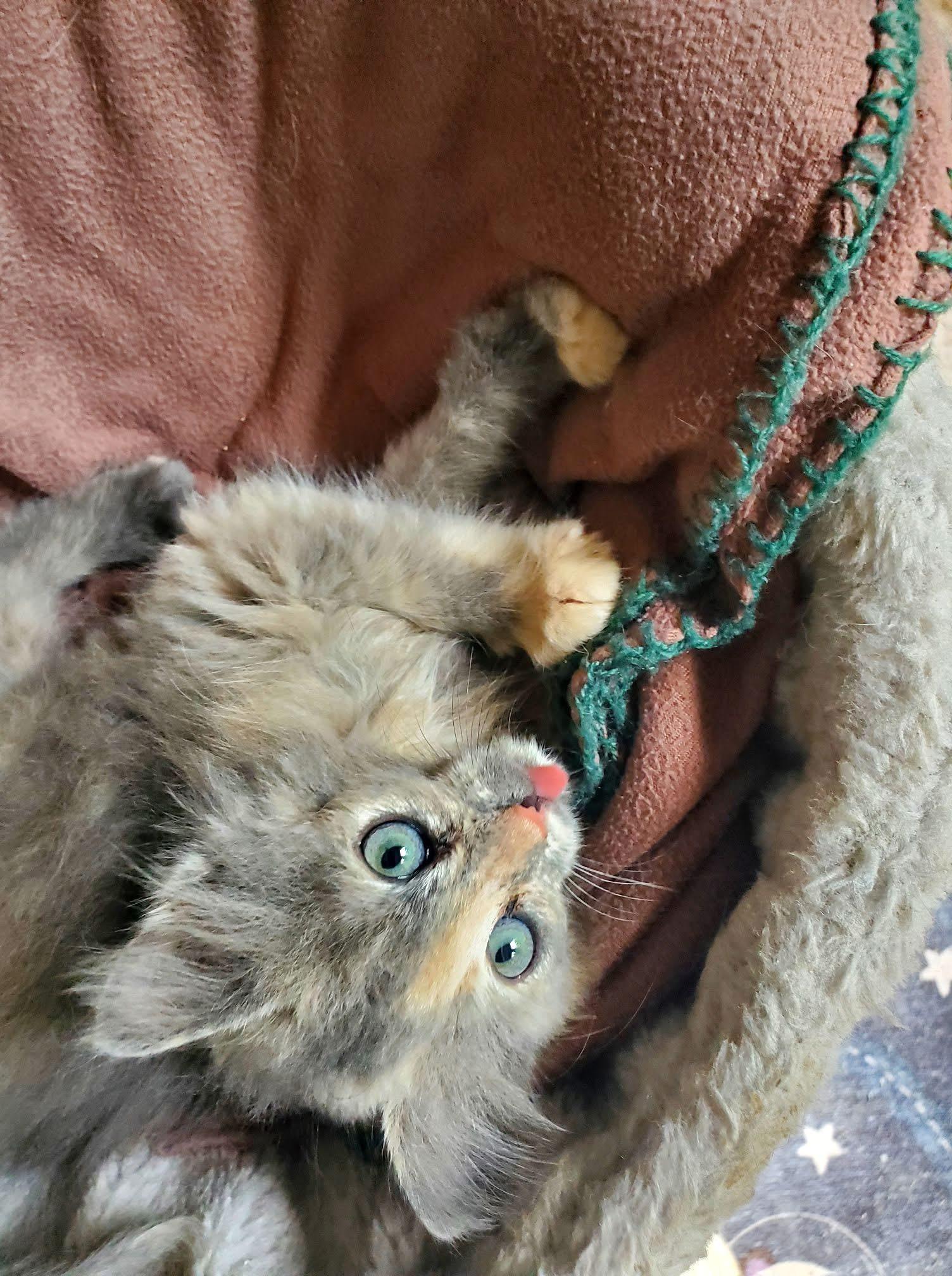 Mezcal, Adoptable, Kitten Female Domestic Long Hair.