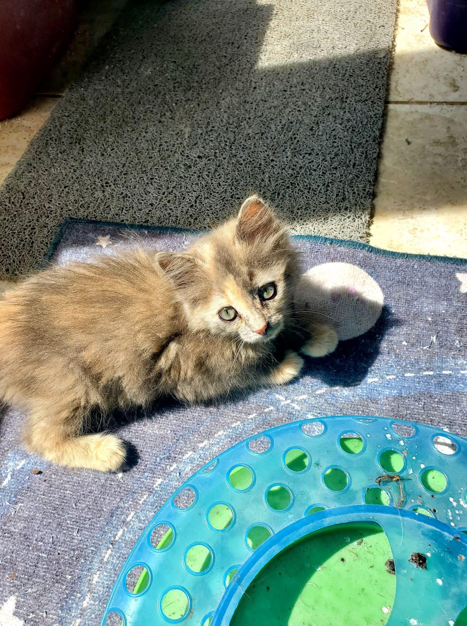 Mezcal, a Adoptable Domestic Long Hair in Manhattan, KS image 3/4