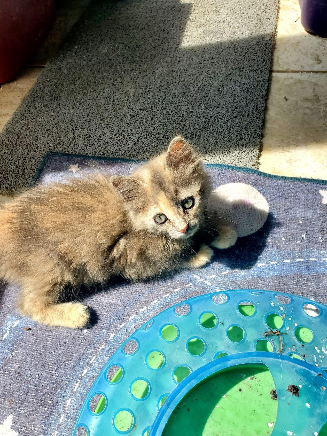 Mezcal, a Adoptable Domestic Long Hair in Manhattan, KS image 2/4