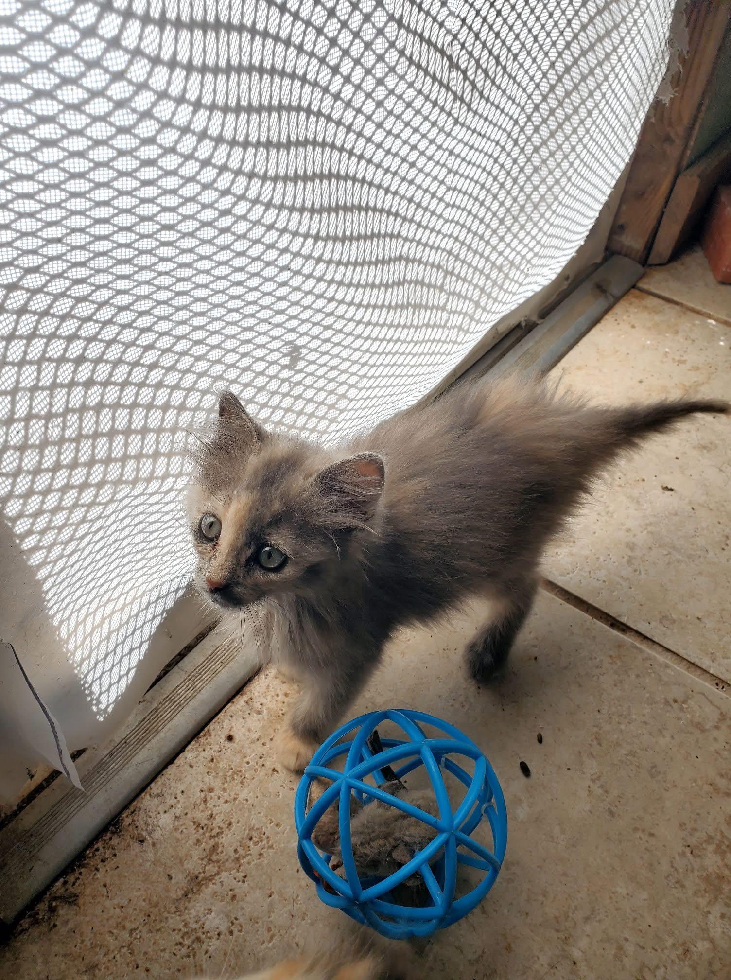 Mezcal, a Adoptable Domestic Long Hair in Manhattan, KS image 4/4