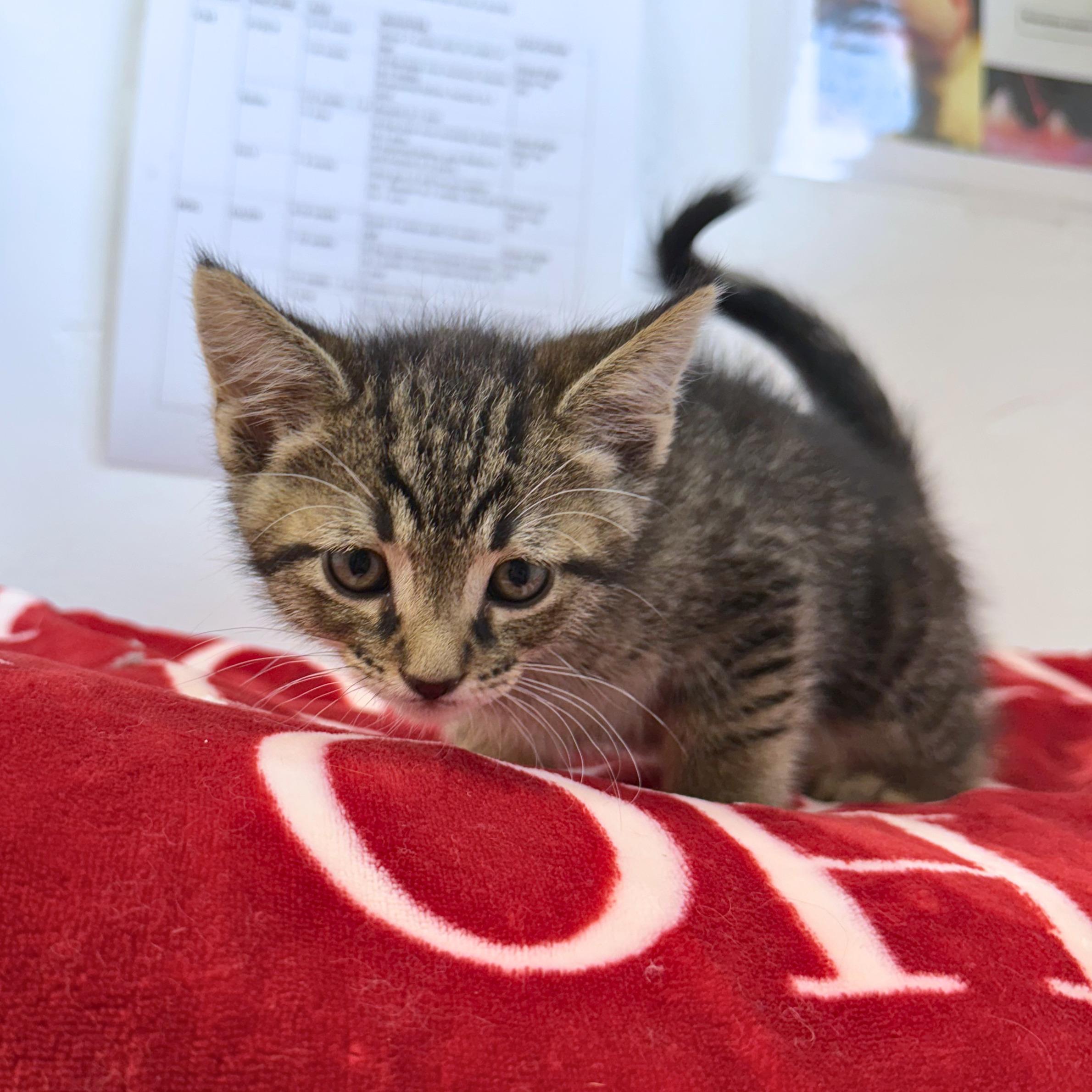 Perry, an adopted Domestic Short Hair in Ridgway, CO image 2/4