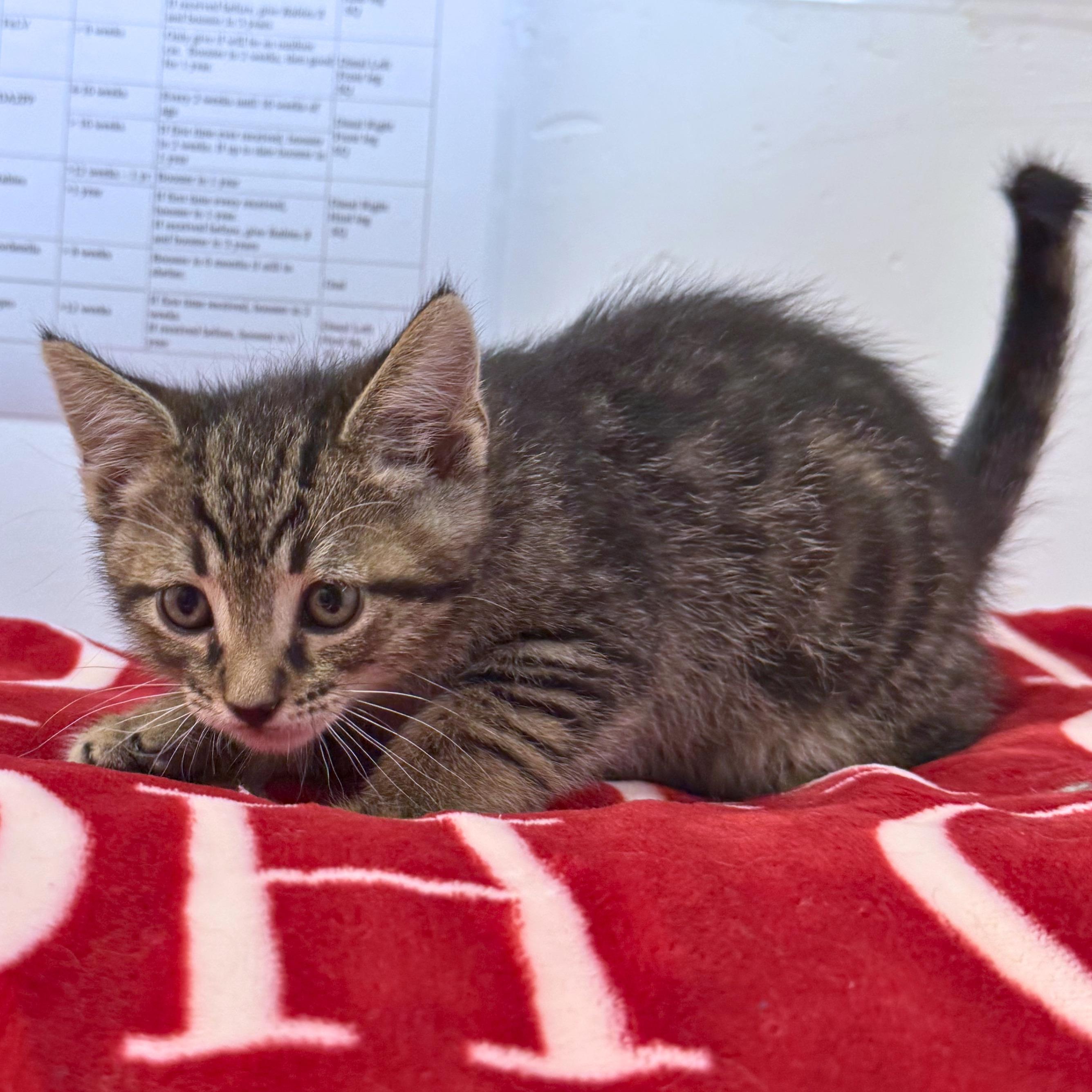 Perry, an adopted Domestic Short Hair in Ridgway, CO image 3/4