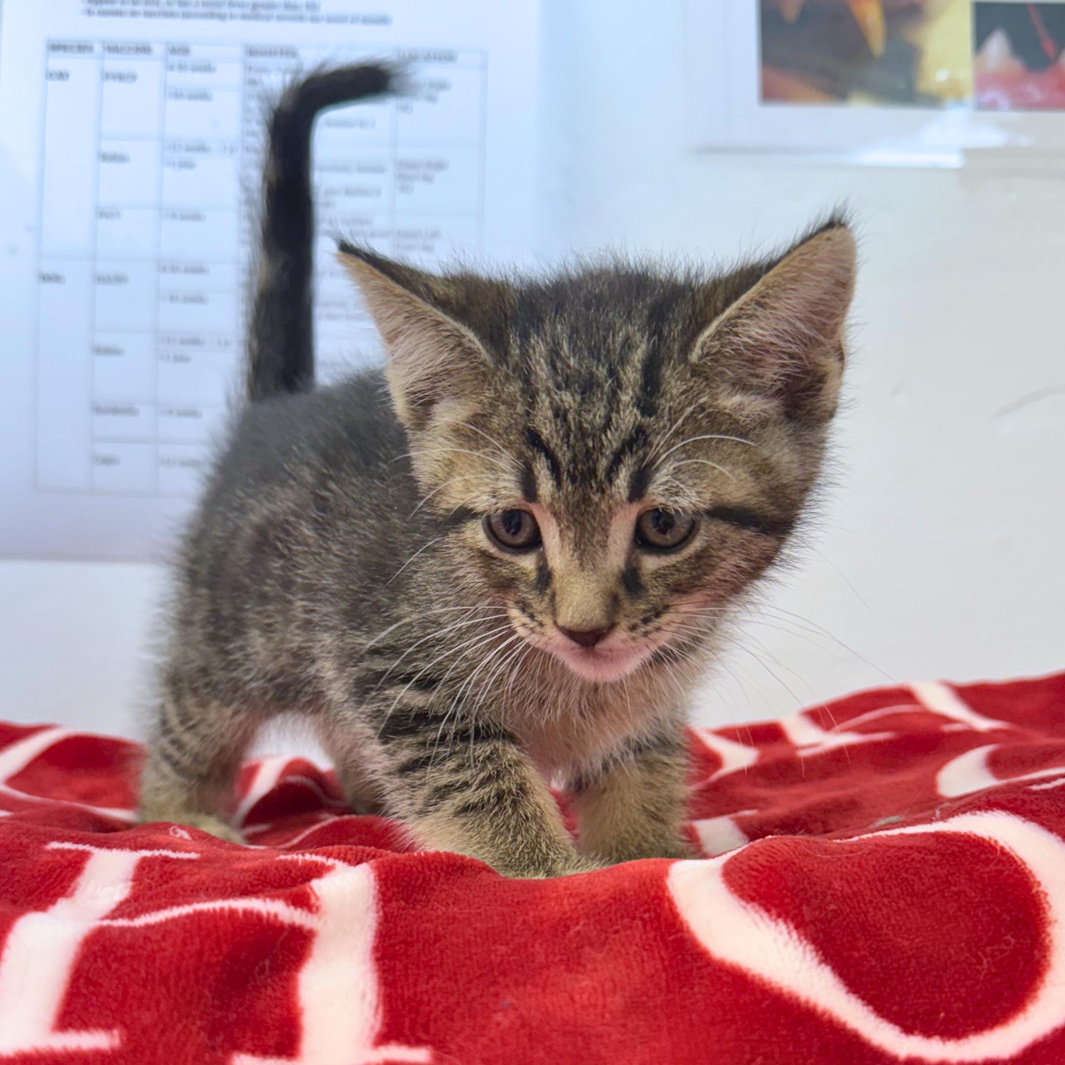 Perry, an adopted Domestic Short Hair in Ridgway, CO image 1/4